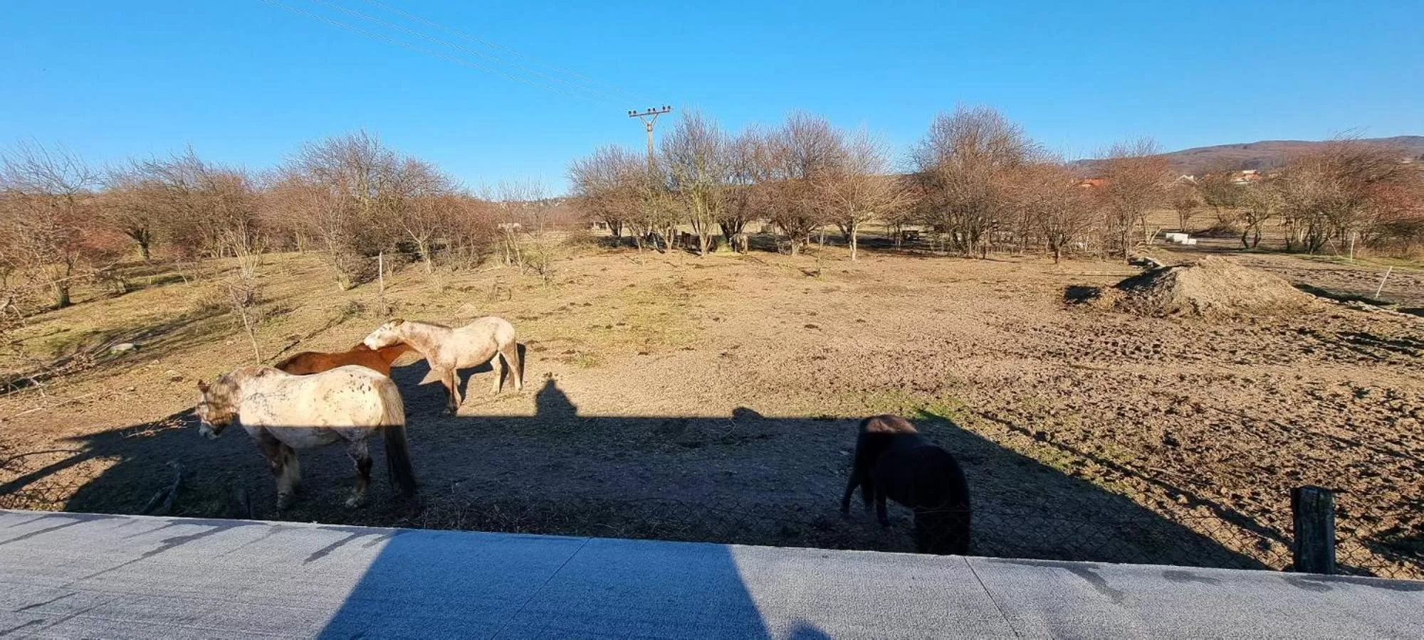 Horse-riding in Spa & Pool Apartment Hotel - Restaurant VILLA IVICA