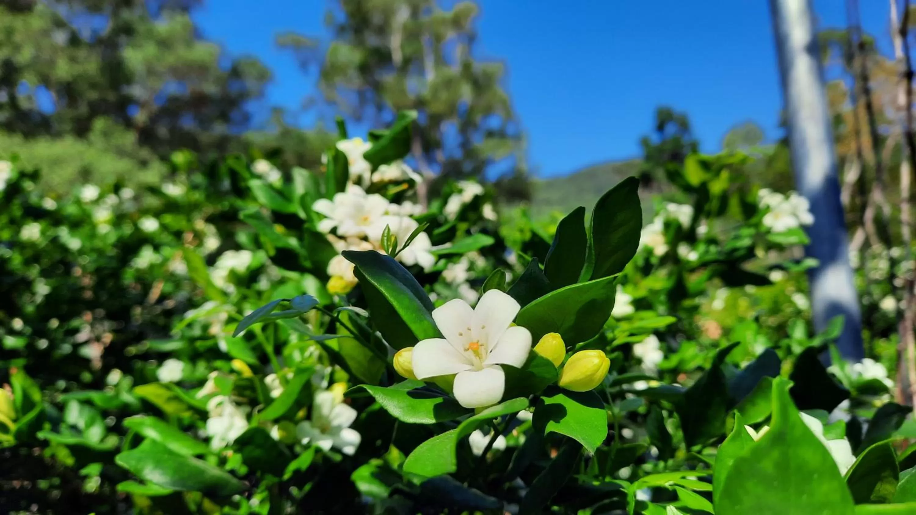 Natural landscape in Wildland Resort