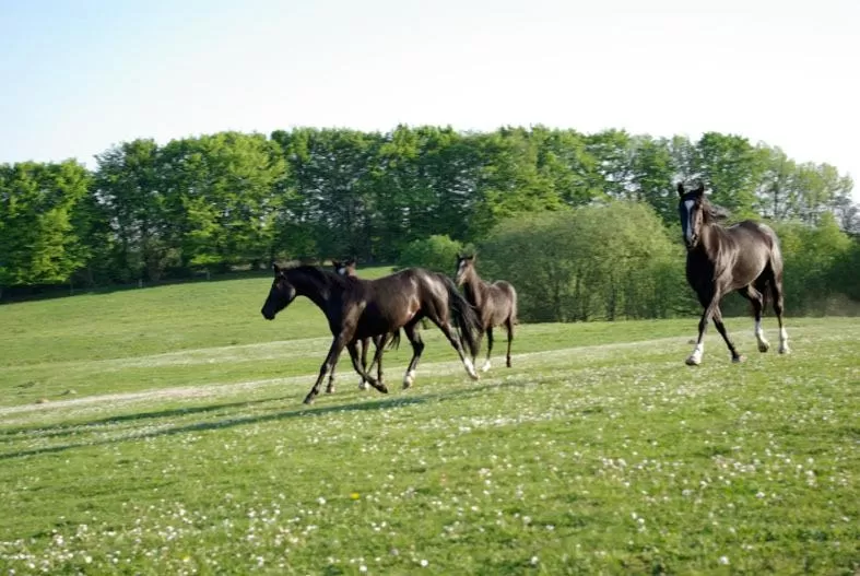 Pets, Other Animals in Trolleberg Bed & Breakfast