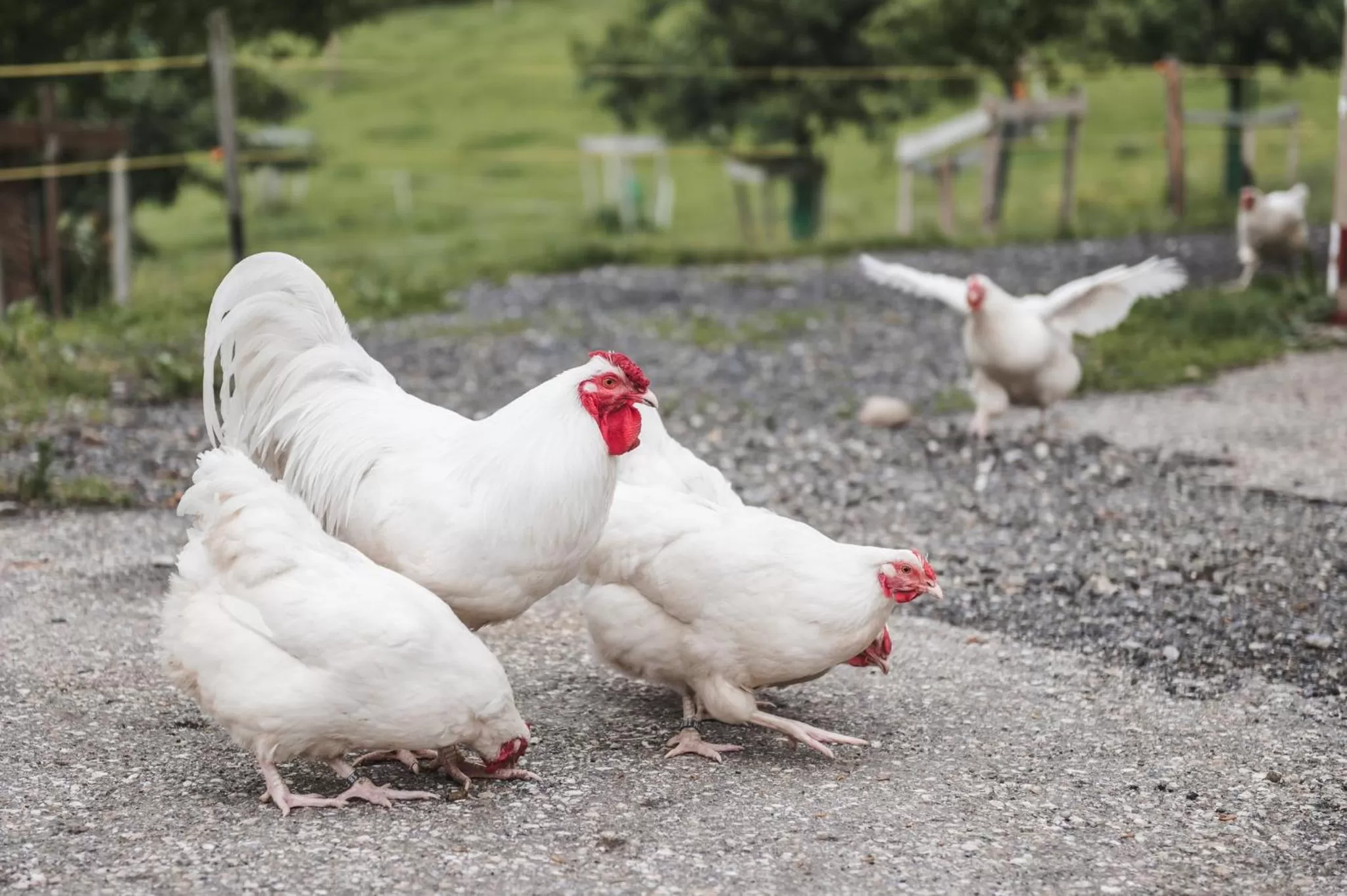 Animals in B&B Hof Grosschreie