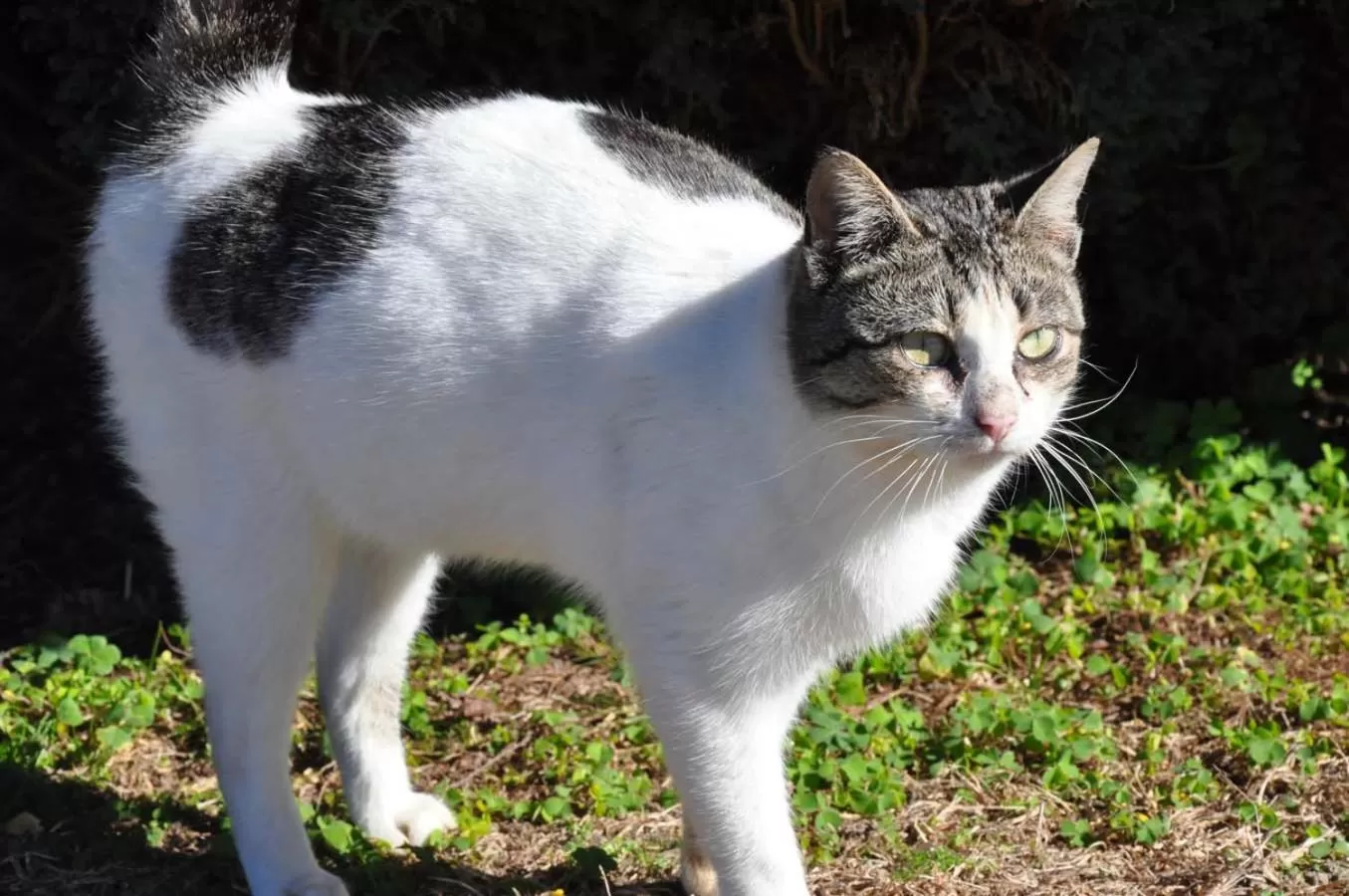 Pets in Hotel Rural de Charme Maria da Fonte