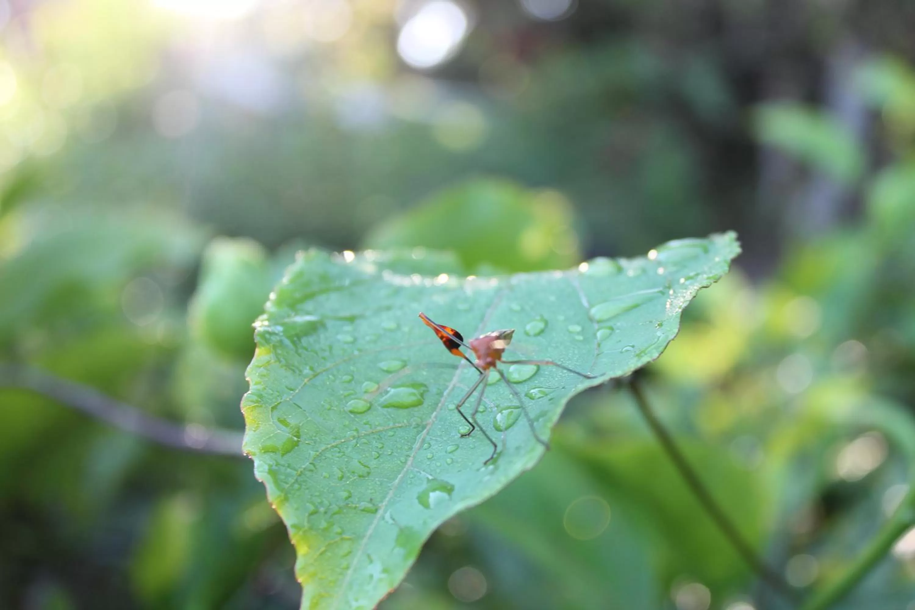 Animals, Other Animals in Bird Island Bungalows