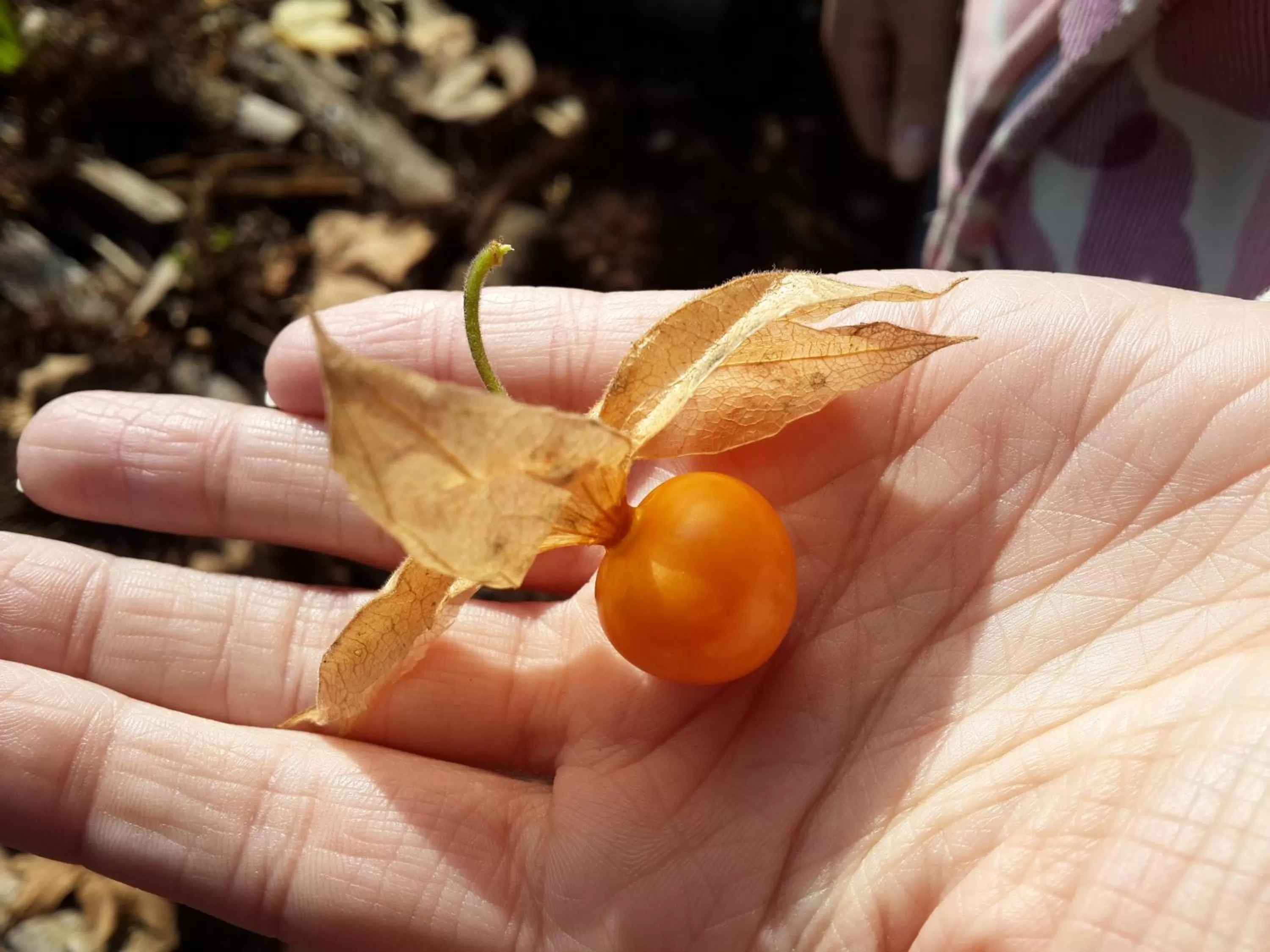 Other in Bina's Haus Pousada, Cafeteria e Atelier