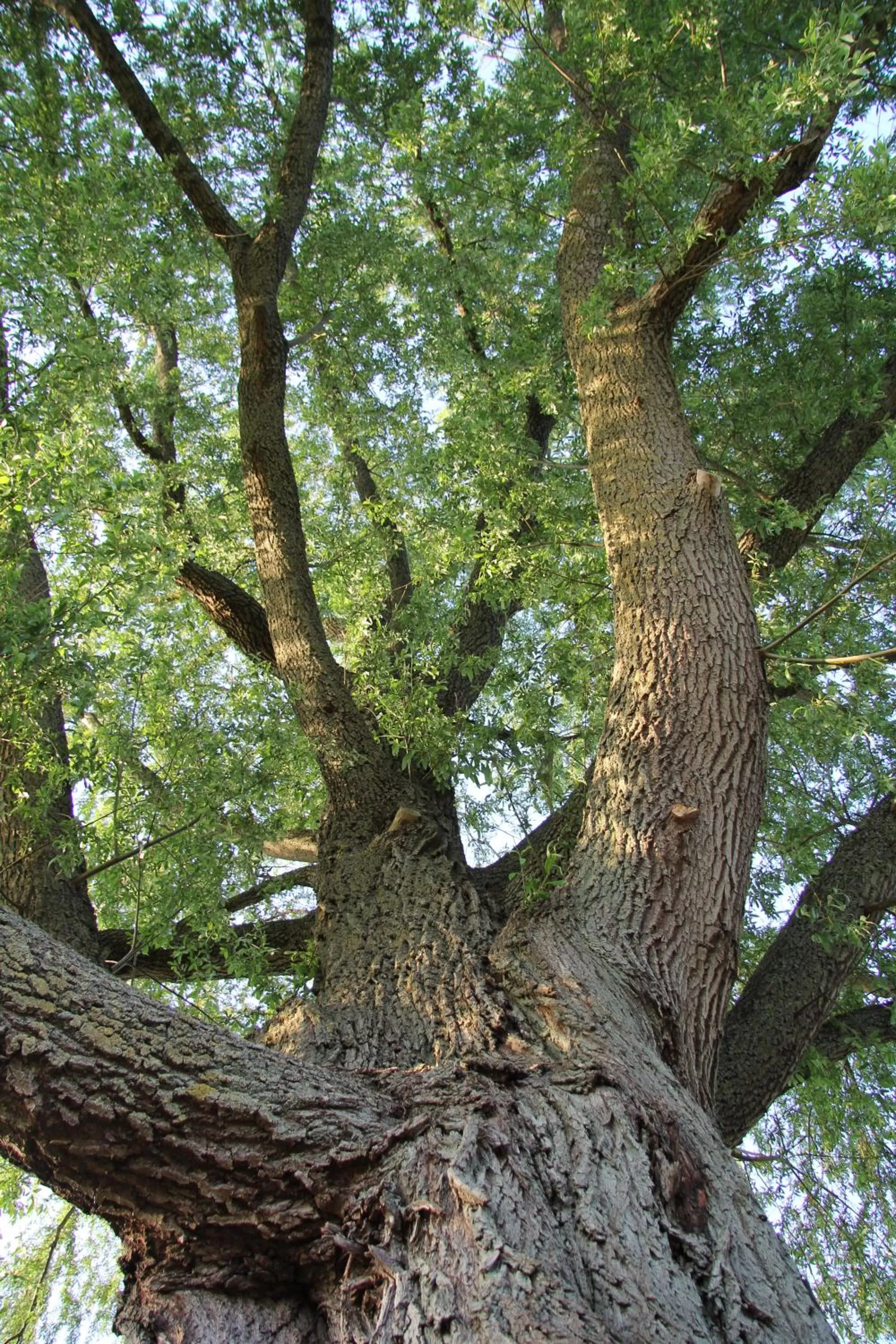 Garden, Other Animals in Bed & Breakfast Bij de Wilg