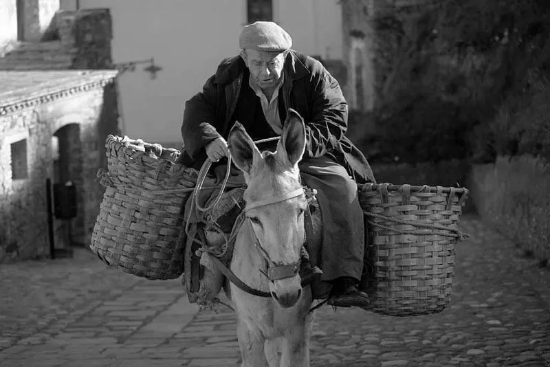 Animals in Palazzo dei Poeti