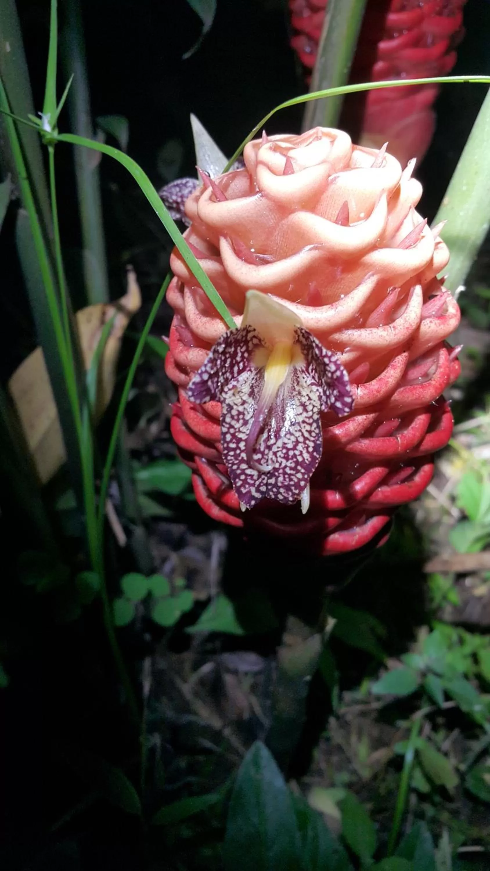 Garden in Casona Rústica & Bungalow