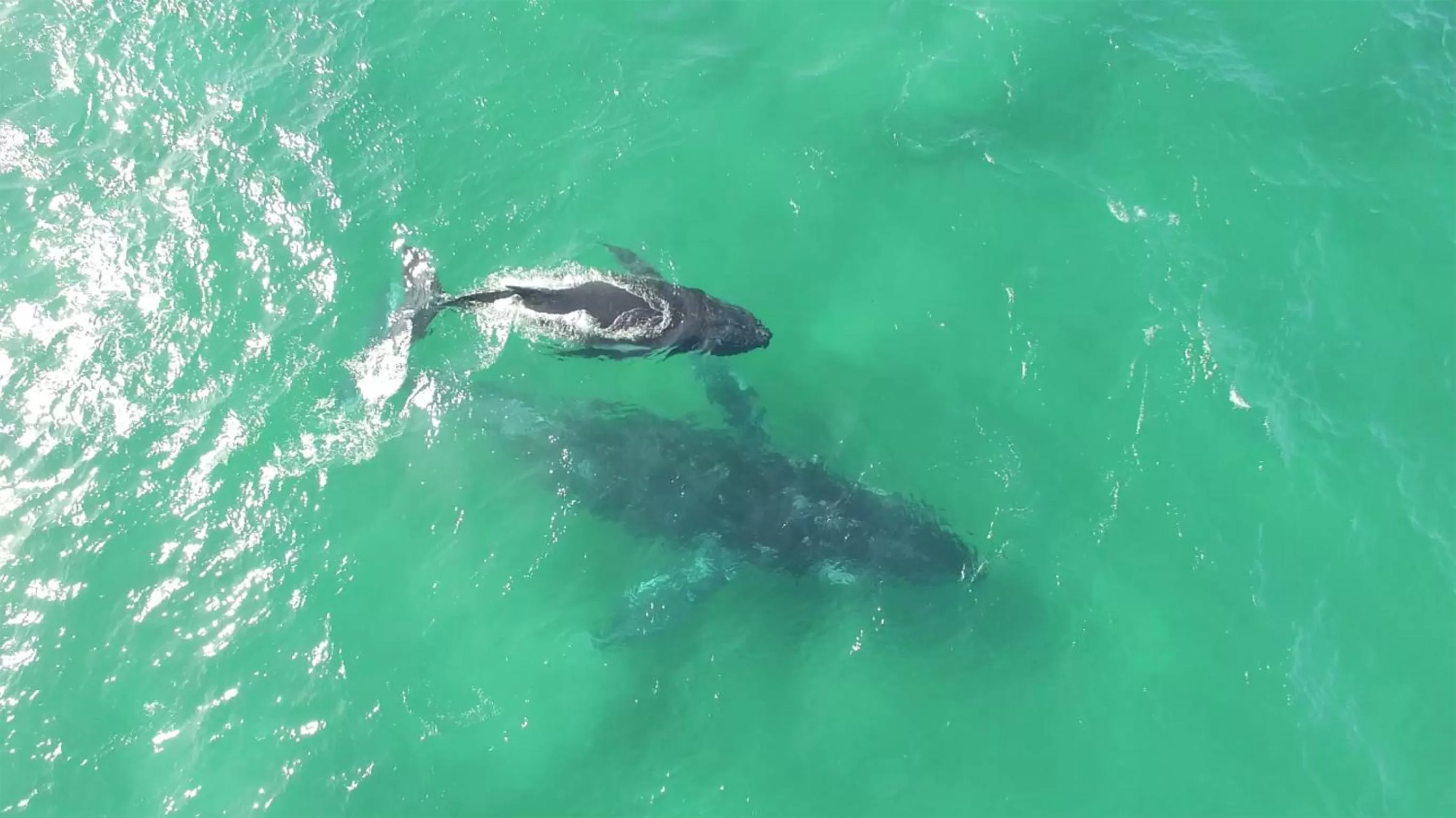 Activities in Albatross North Apartments