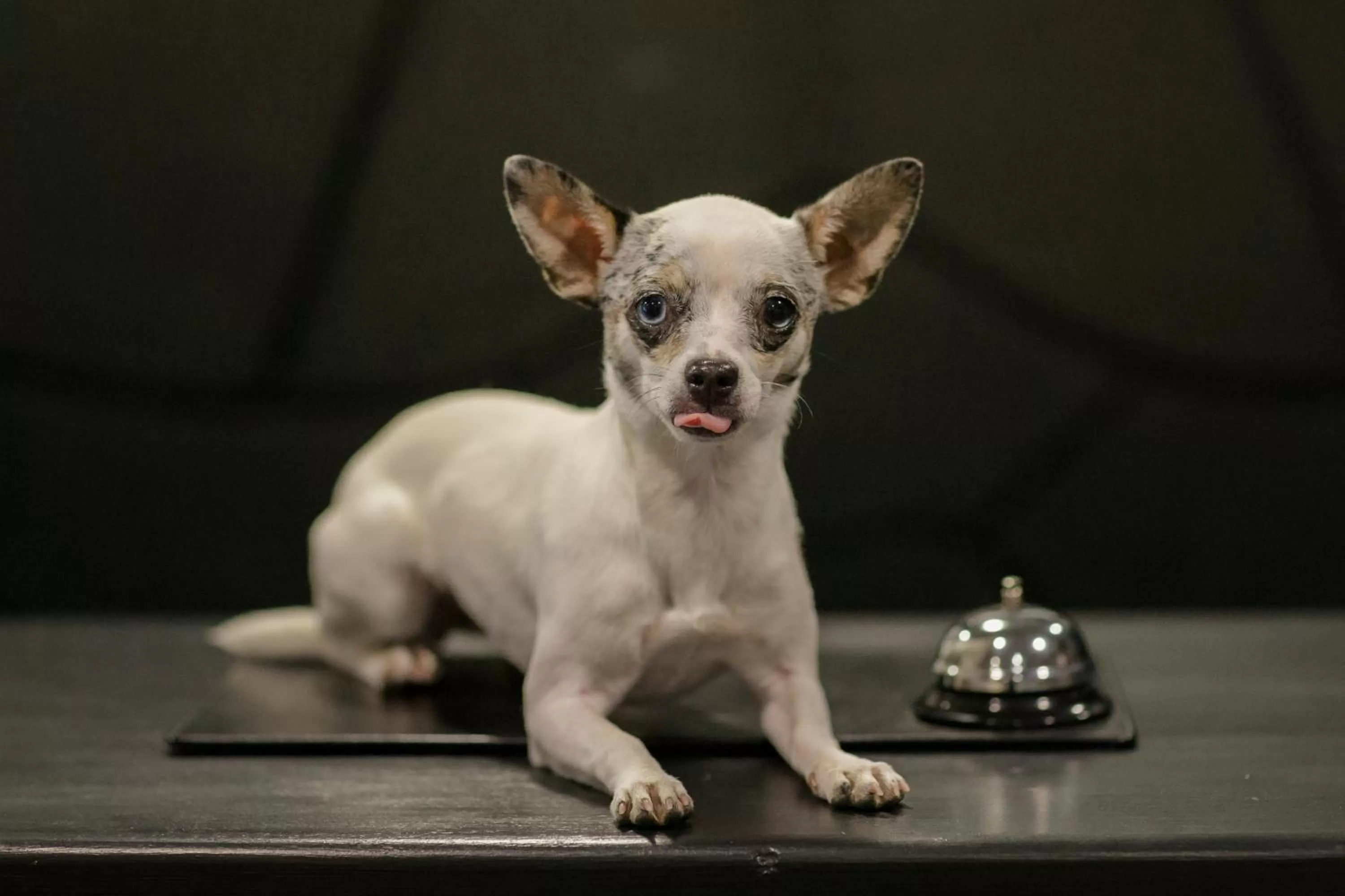 Pets in Hotel Alfonso I