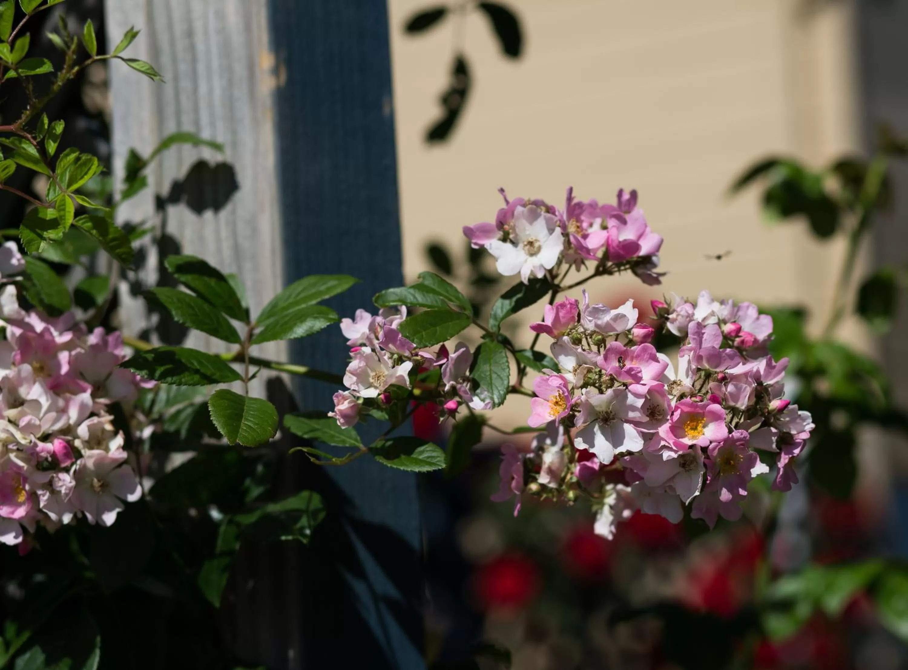 Garden in Willows Motel