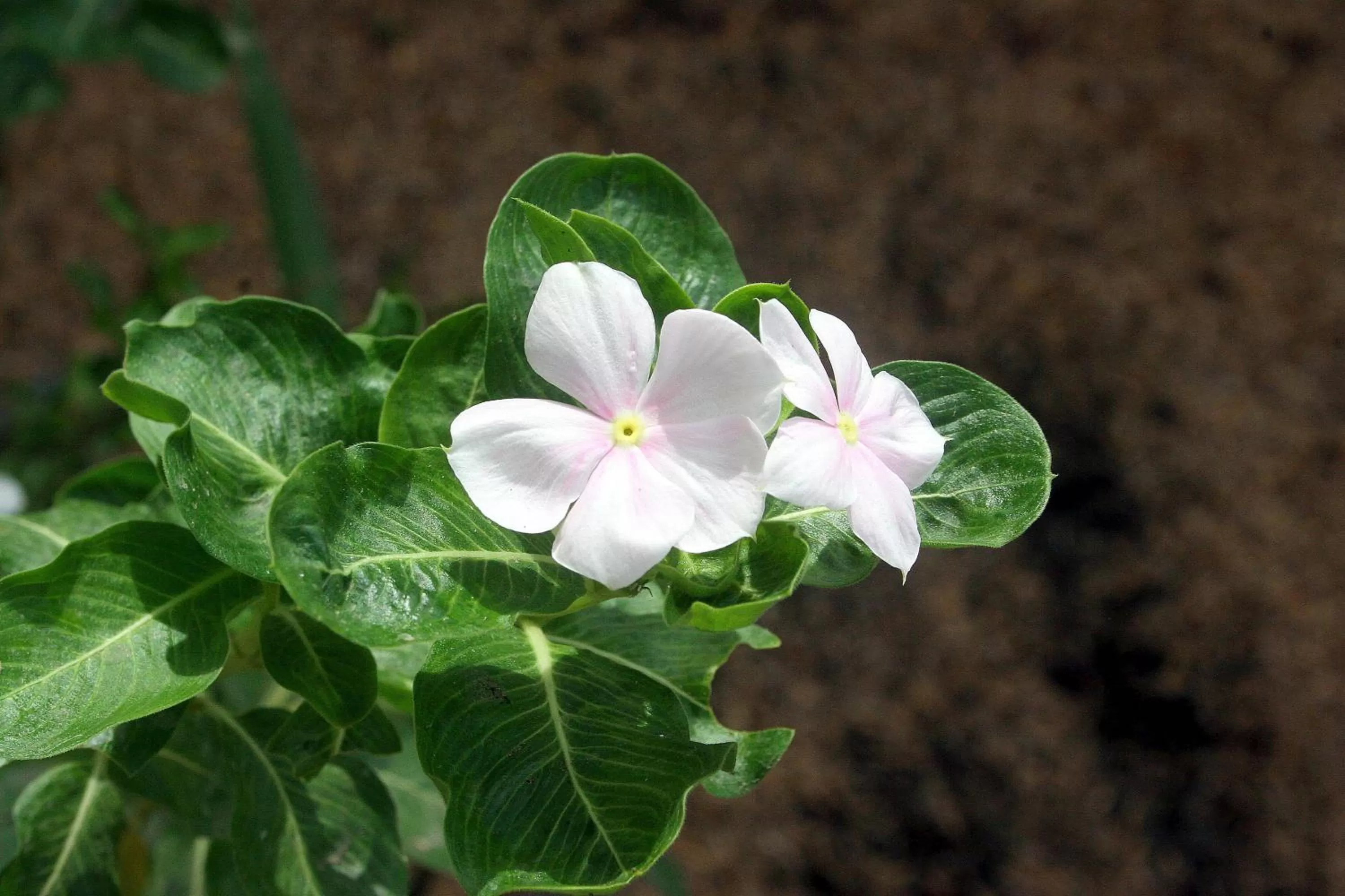Mirador de San Jorge