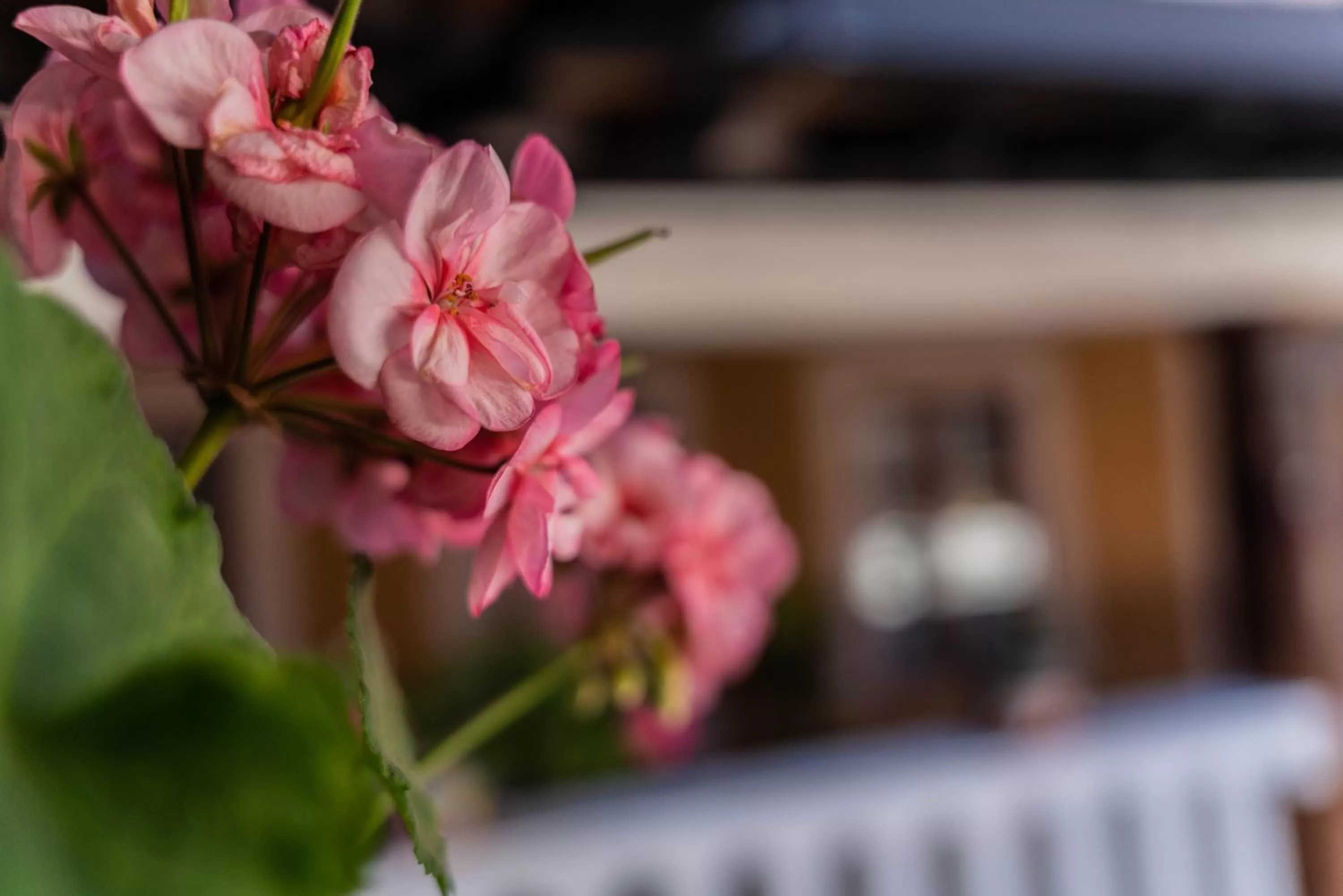 Casa Graciela Hotel Pátzcuaro