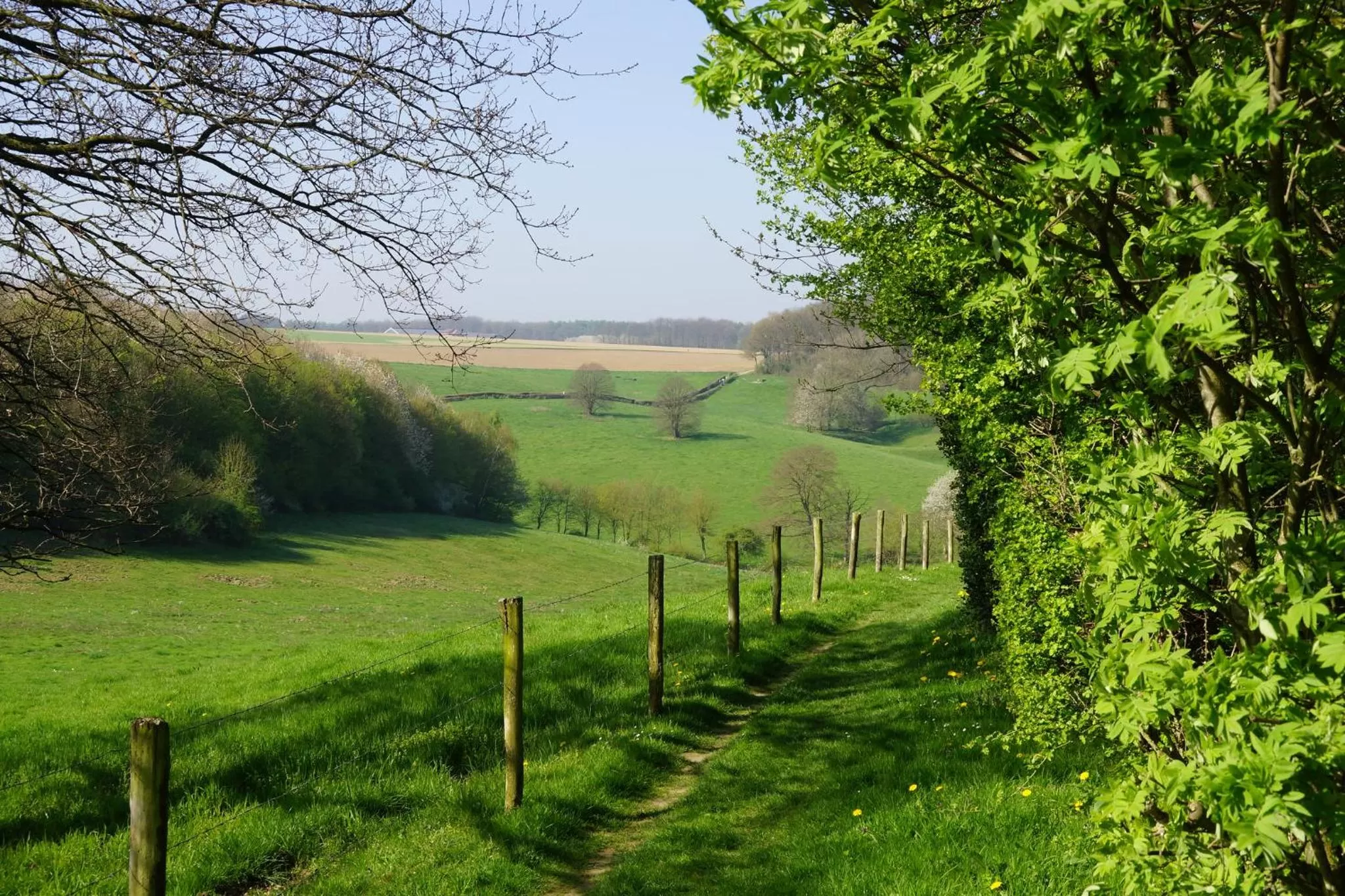 Natural landscape in Hotel Atlanta