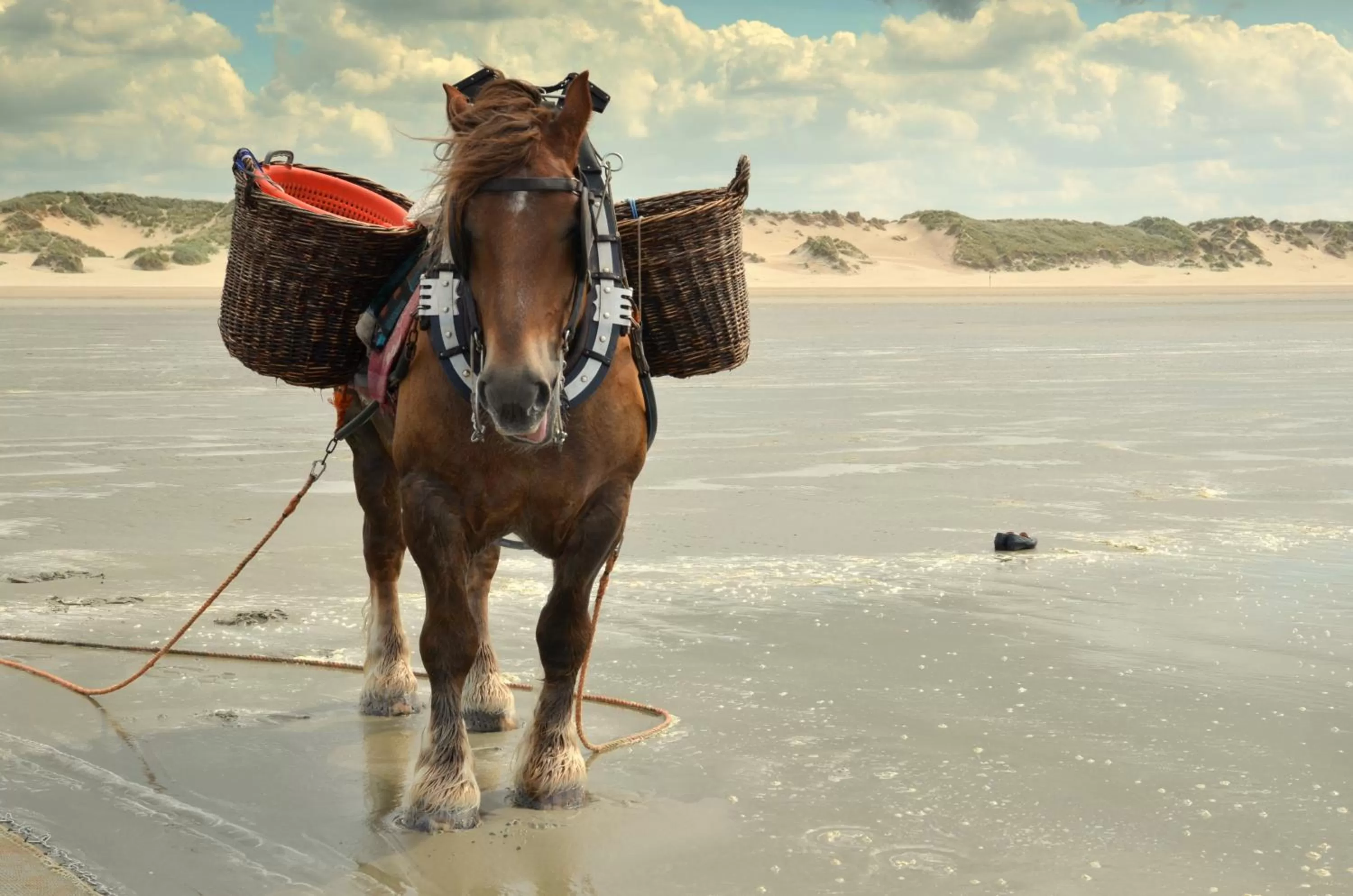 Beach, Horseback Riding in Boutique Hotel 'Hof ter Duinen'