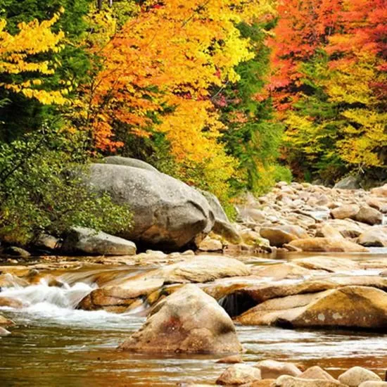 River view in Snowy Owl Inn
