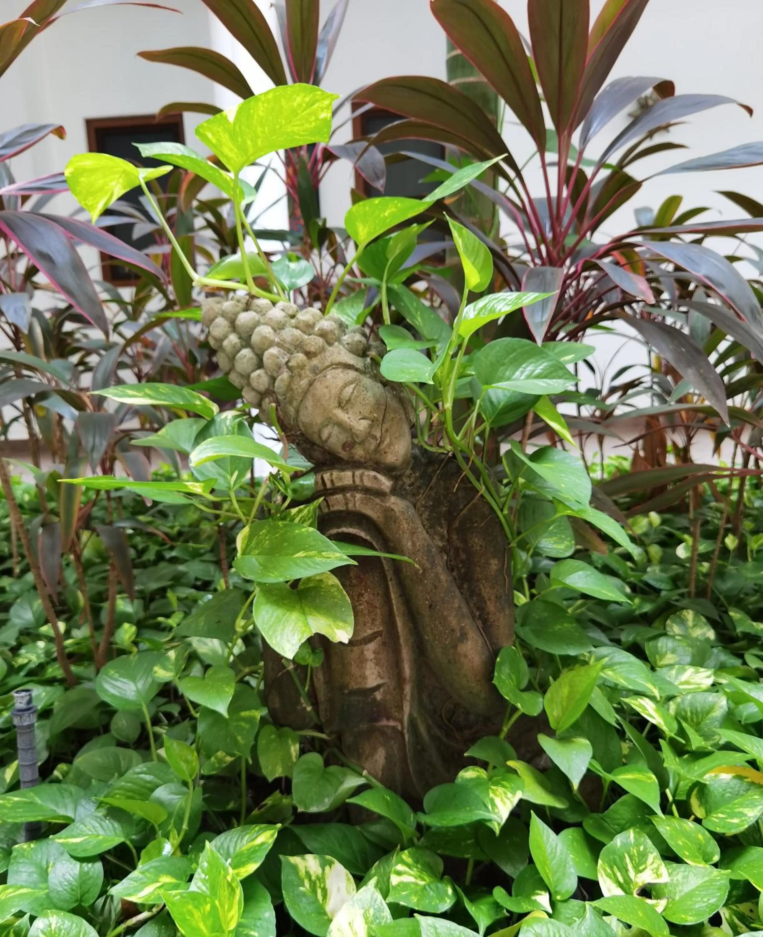 Garden in Hotelito Los Sueños