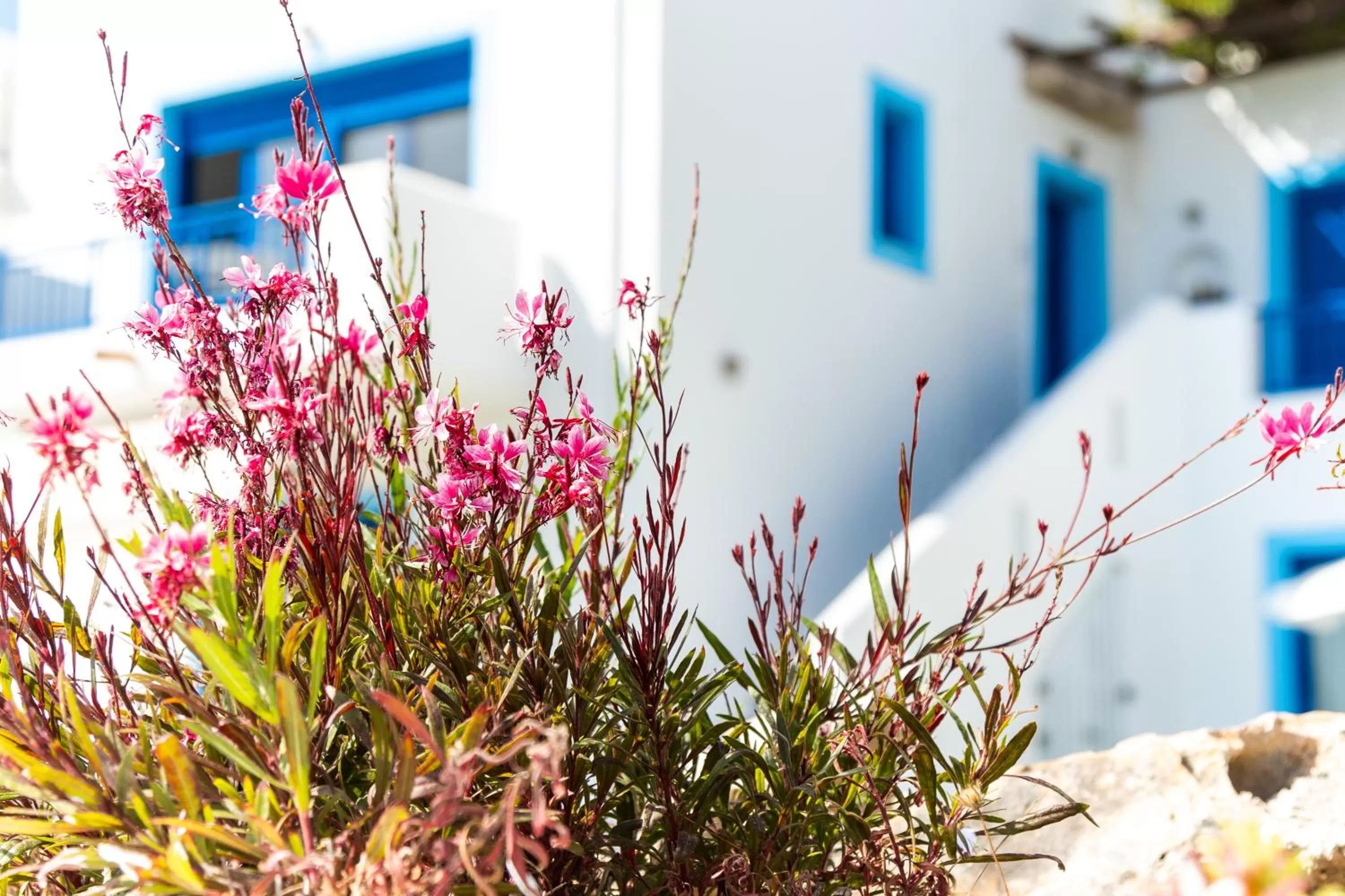 Property building in Bella Vista Stegna