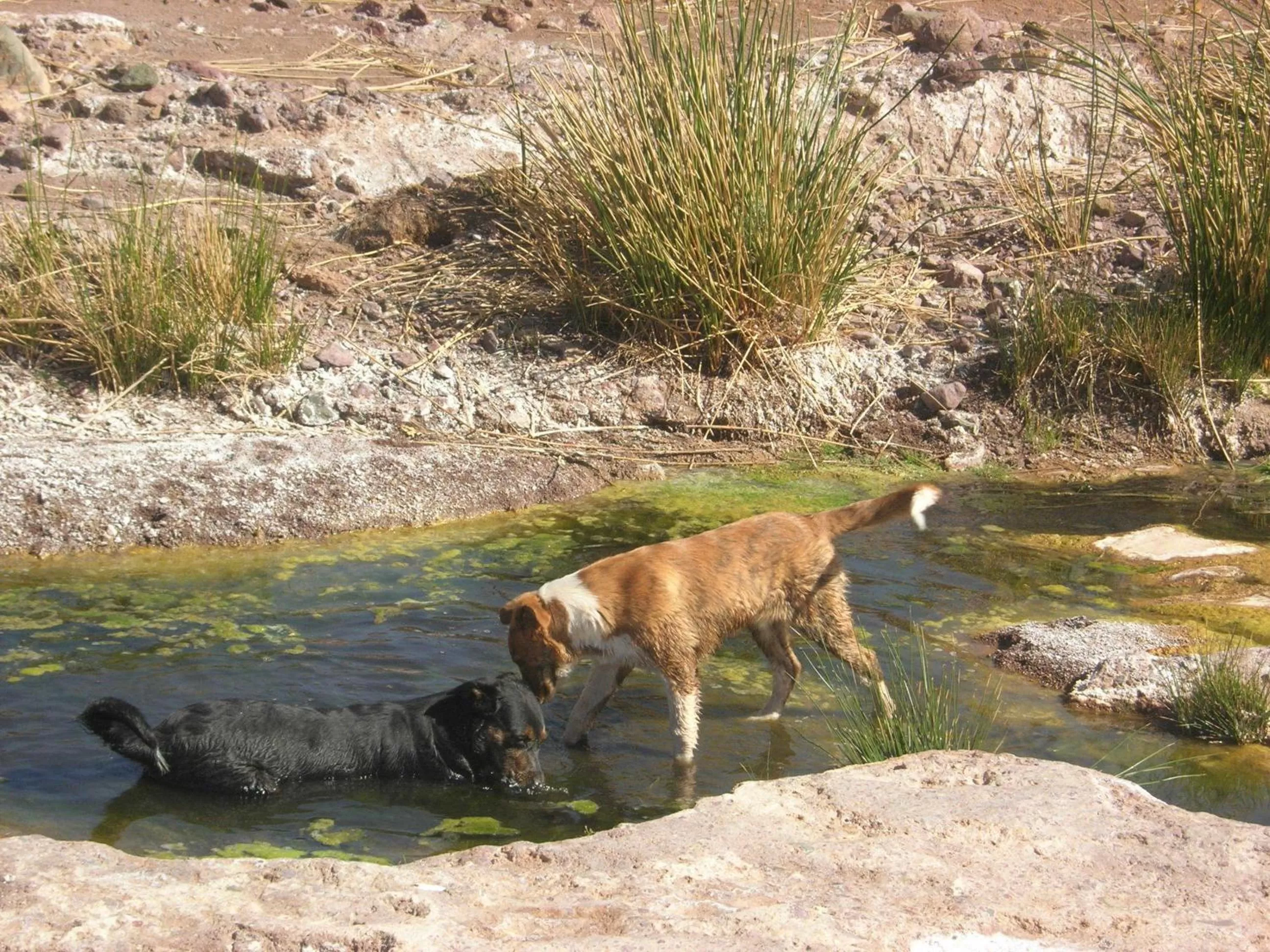 Pets in Kasbah Zitoune
