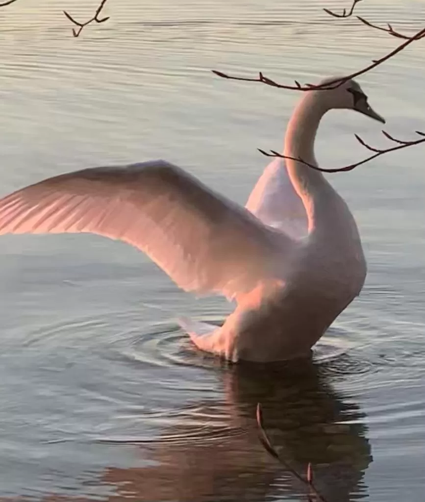 Animals, Other Animals in Bed and Breakfast Bavaria München