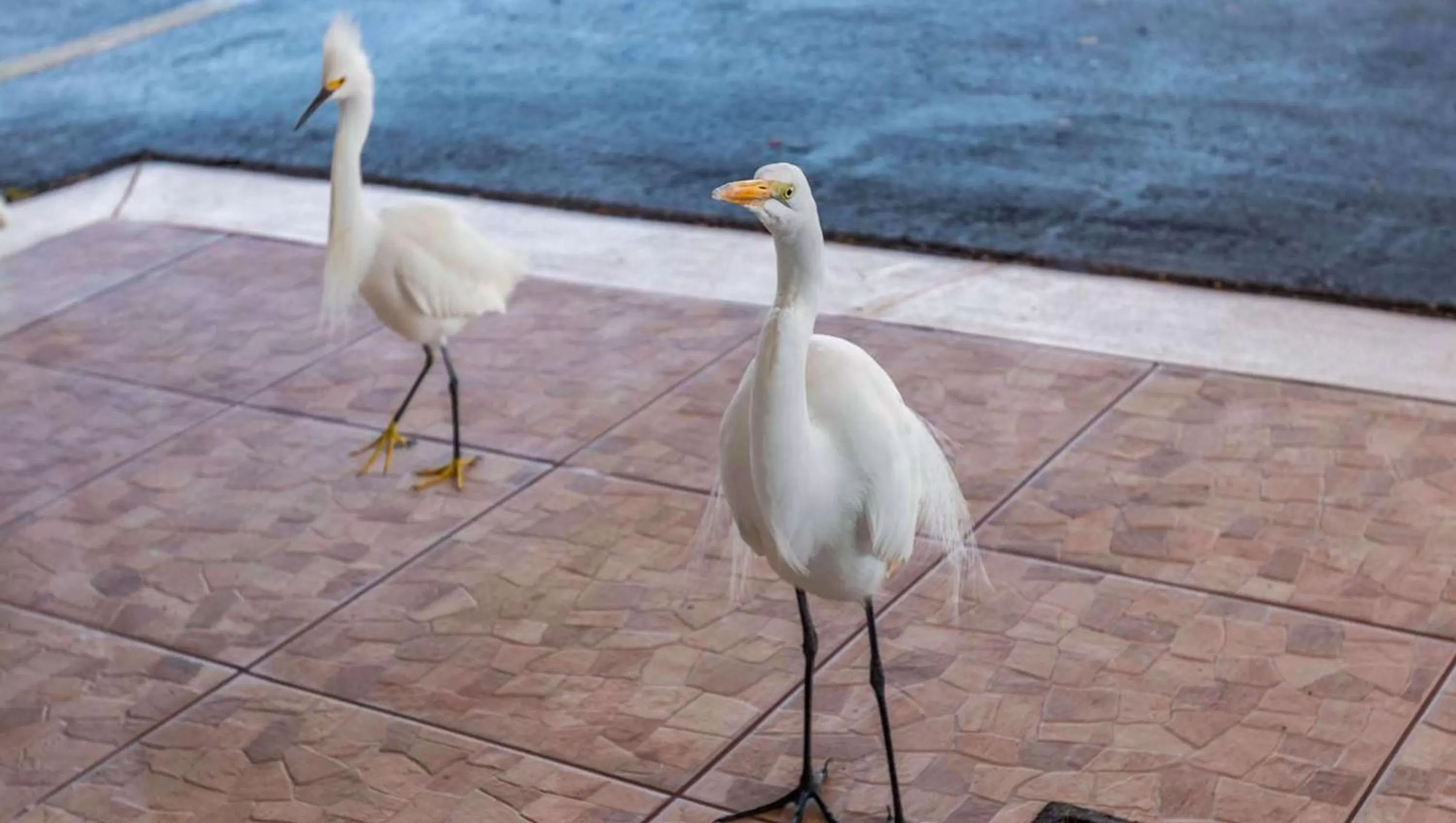 Property building in Belleair Beach Resort Motel