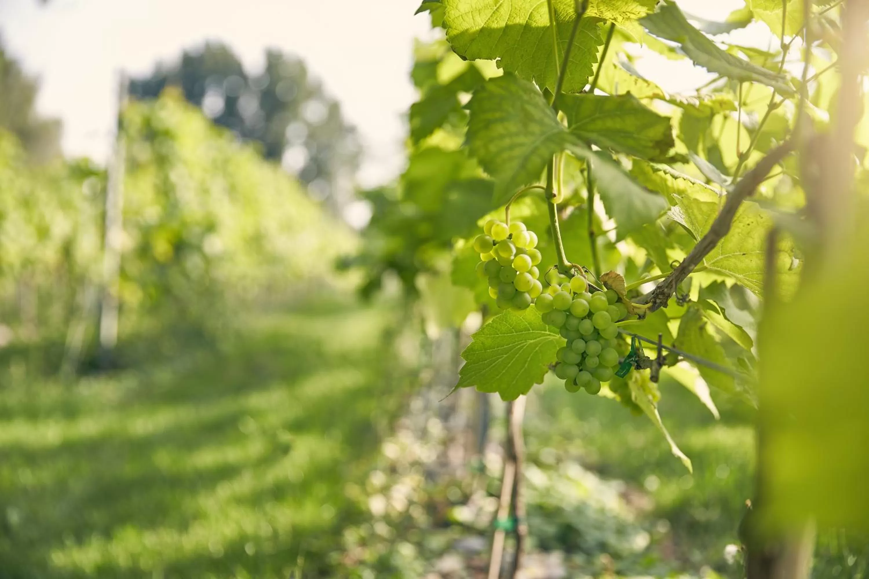Garden in Van der Valk Cuijk - Nijmegen