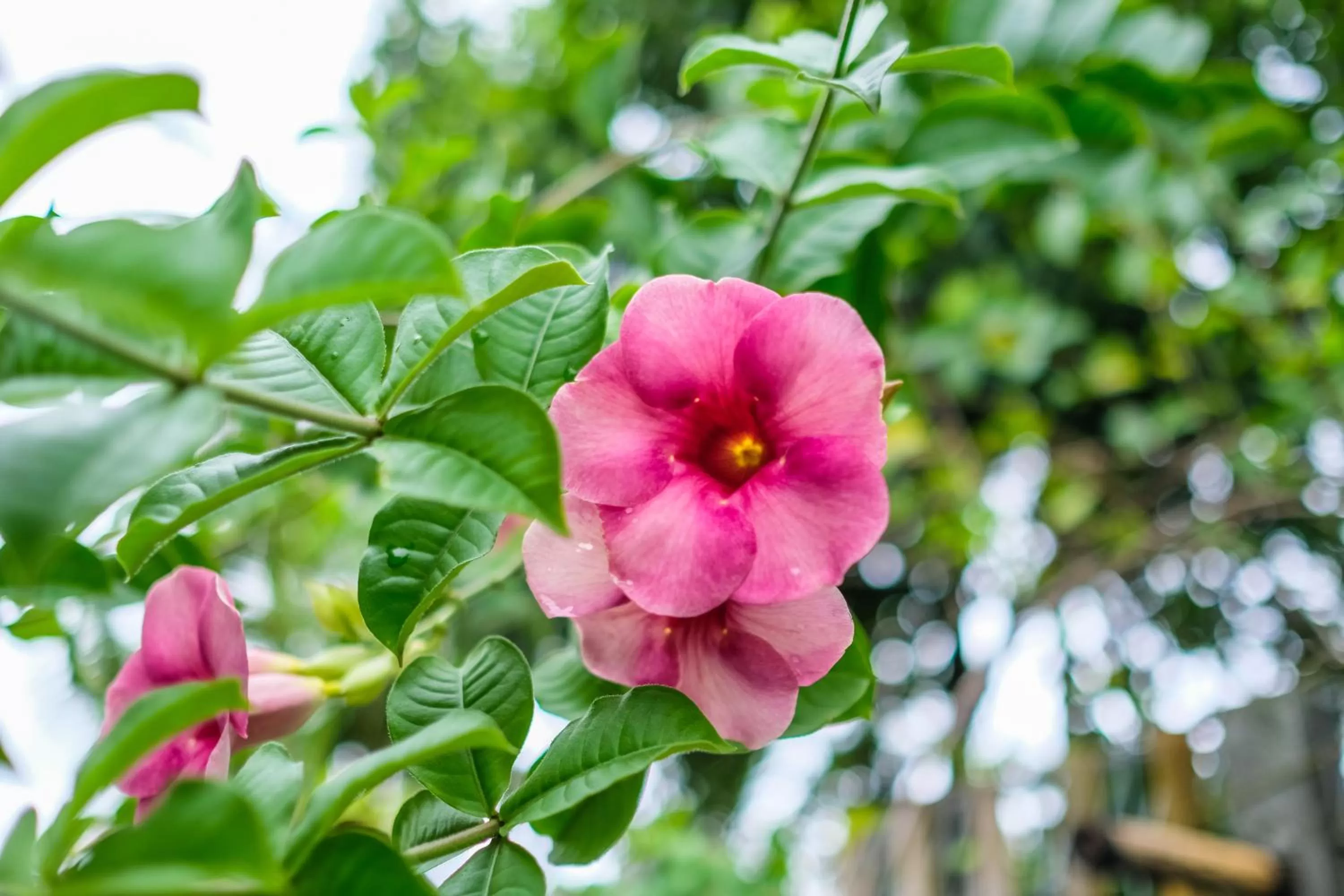 Other in Purana Boutique Resort