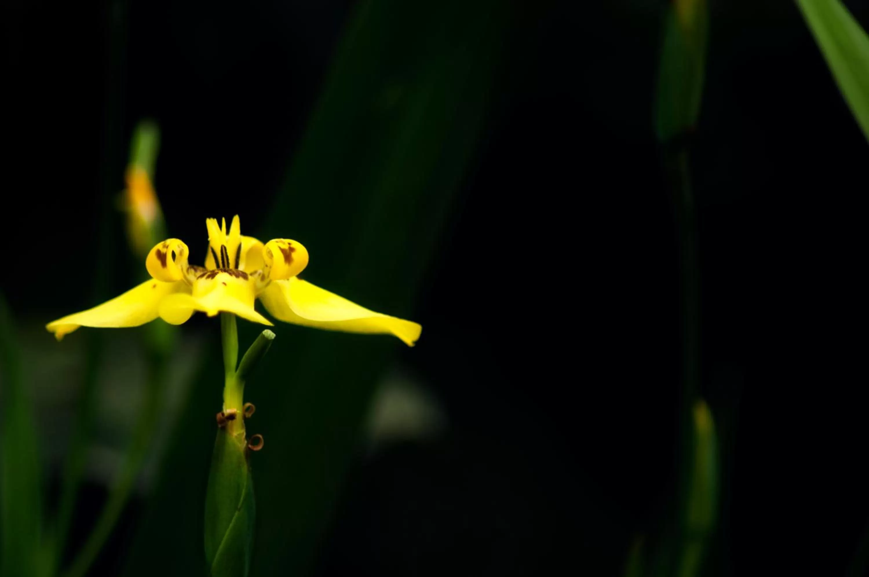 Garden in Spa Hosteria Miramelindo