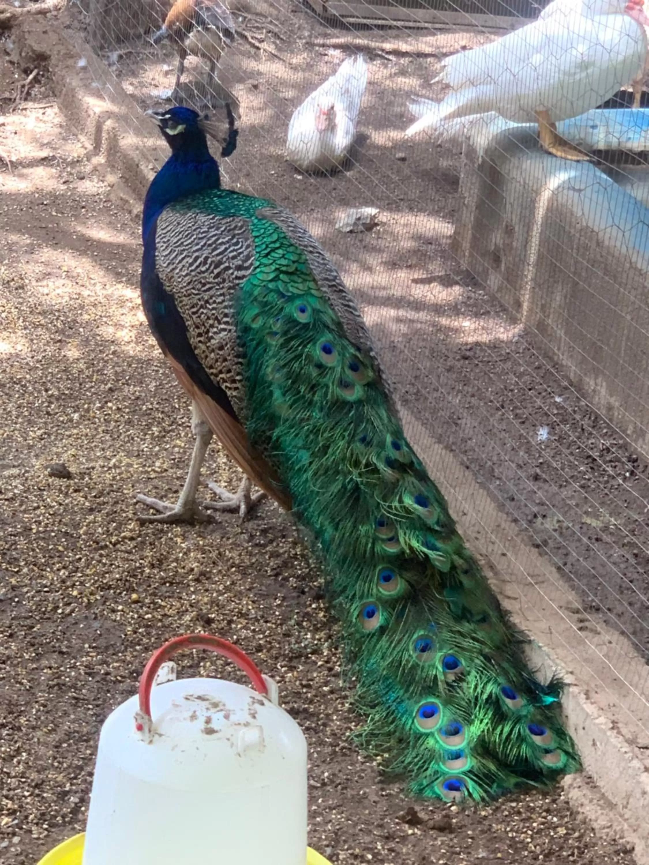 Other Animals in Hostalito El Greco