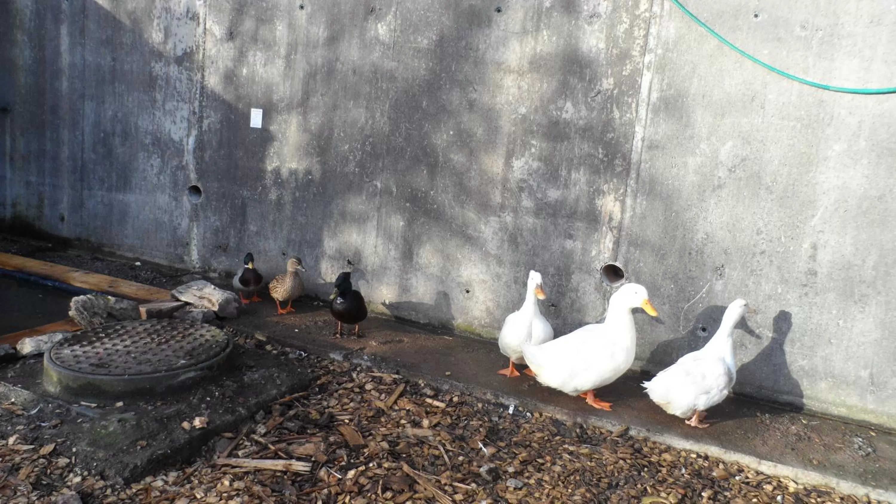 Pets in Gabriel House Guesthouse