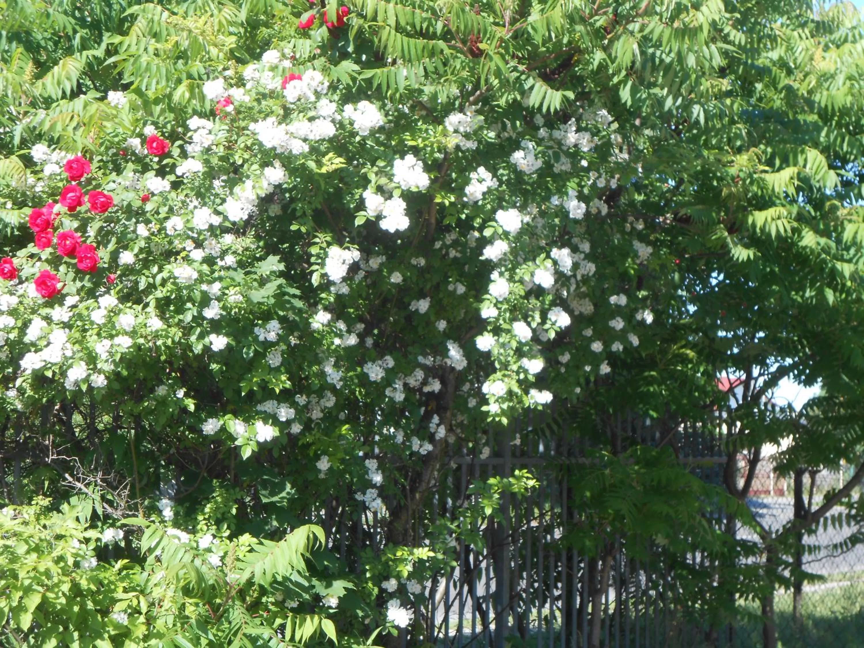 Natural landscape, Garden in Hotel As