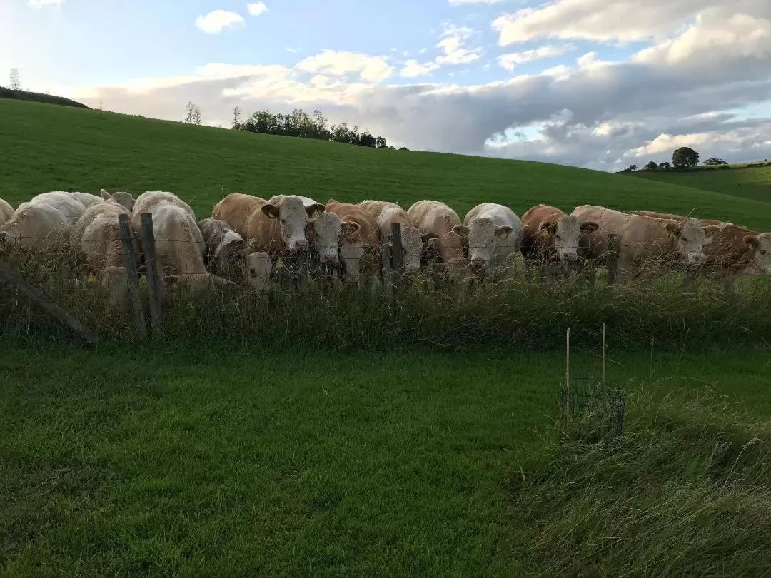 Jacquie's B&B -Dumfries-Room with a view - hot tub