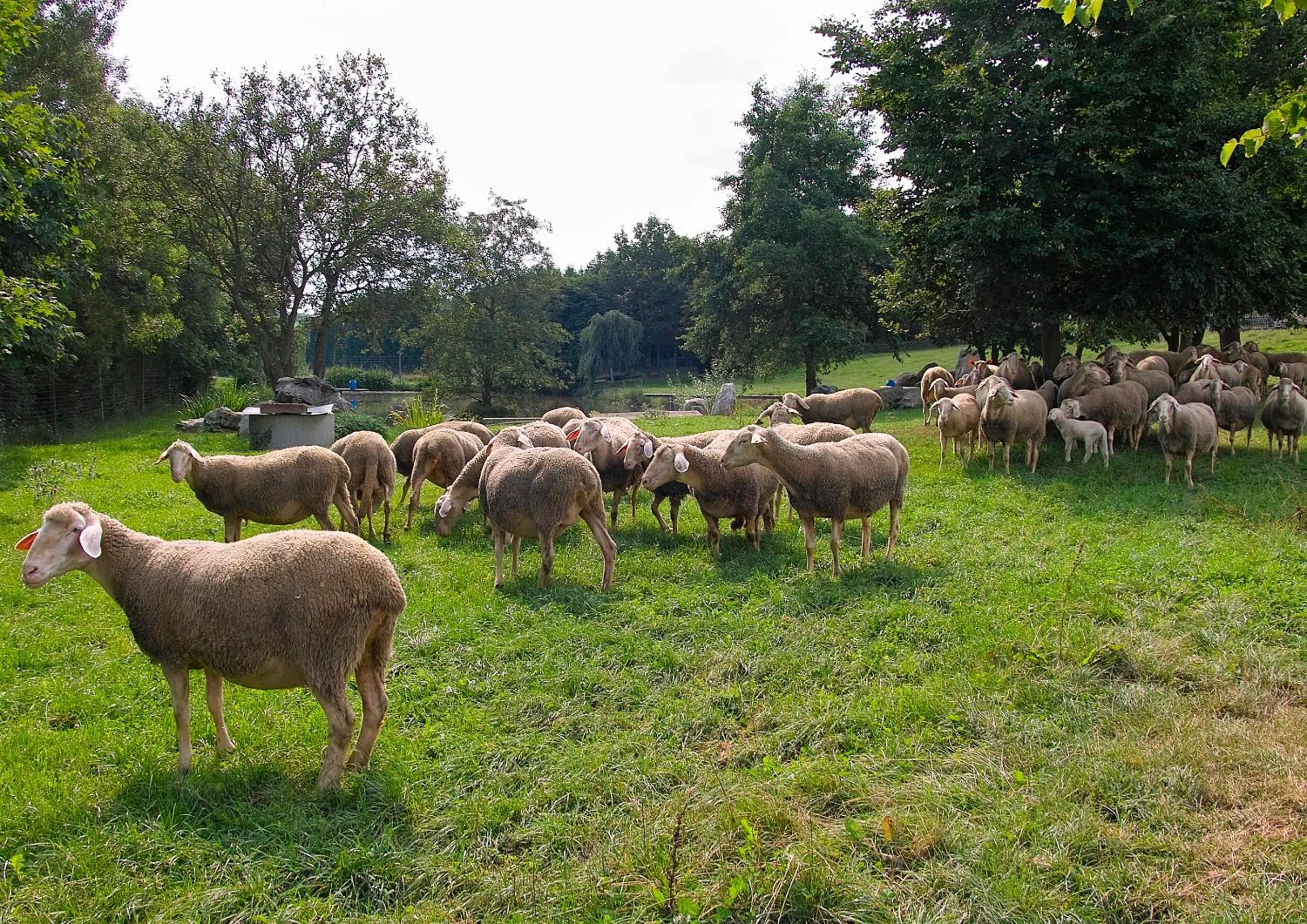 Animals in Hotel Falter