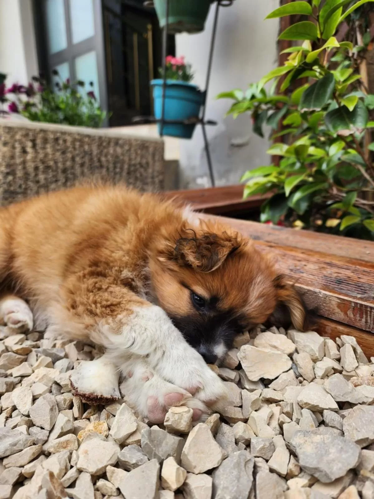 Animals, Pets in Seashell Beach Rooms