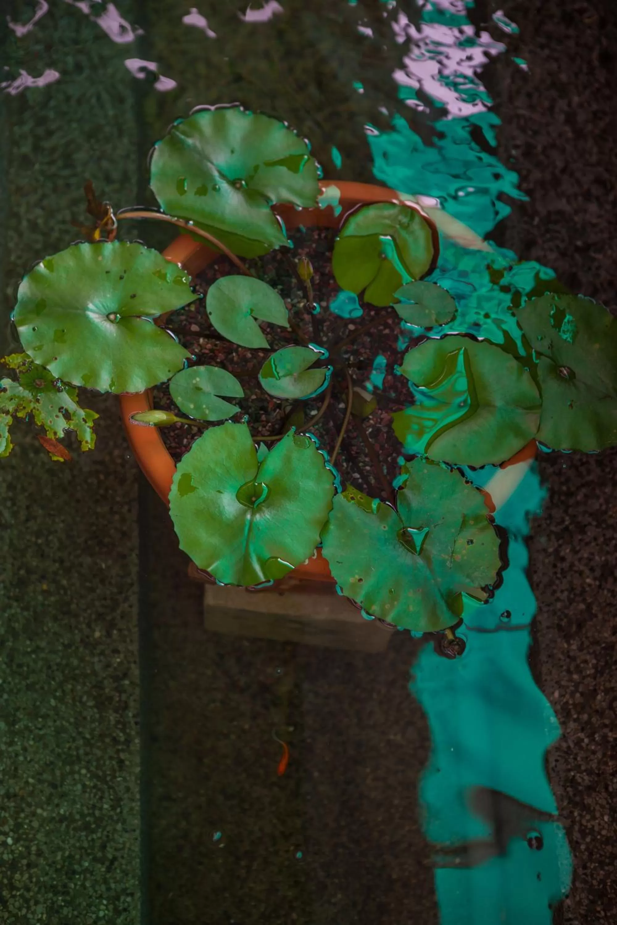 Other in Bzz Hotel Skudai