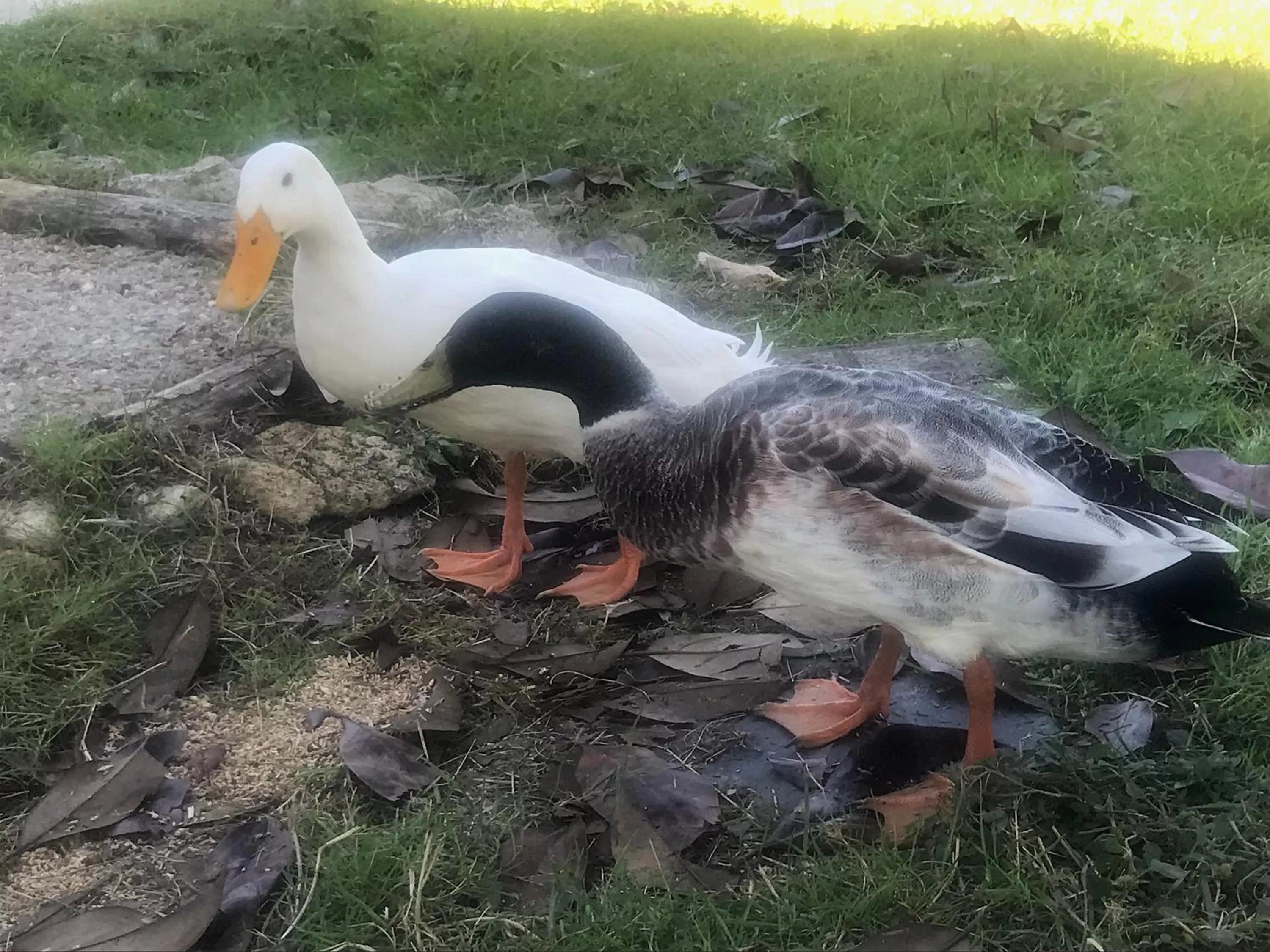 Other Animals in Chez Gustave & Compagnie