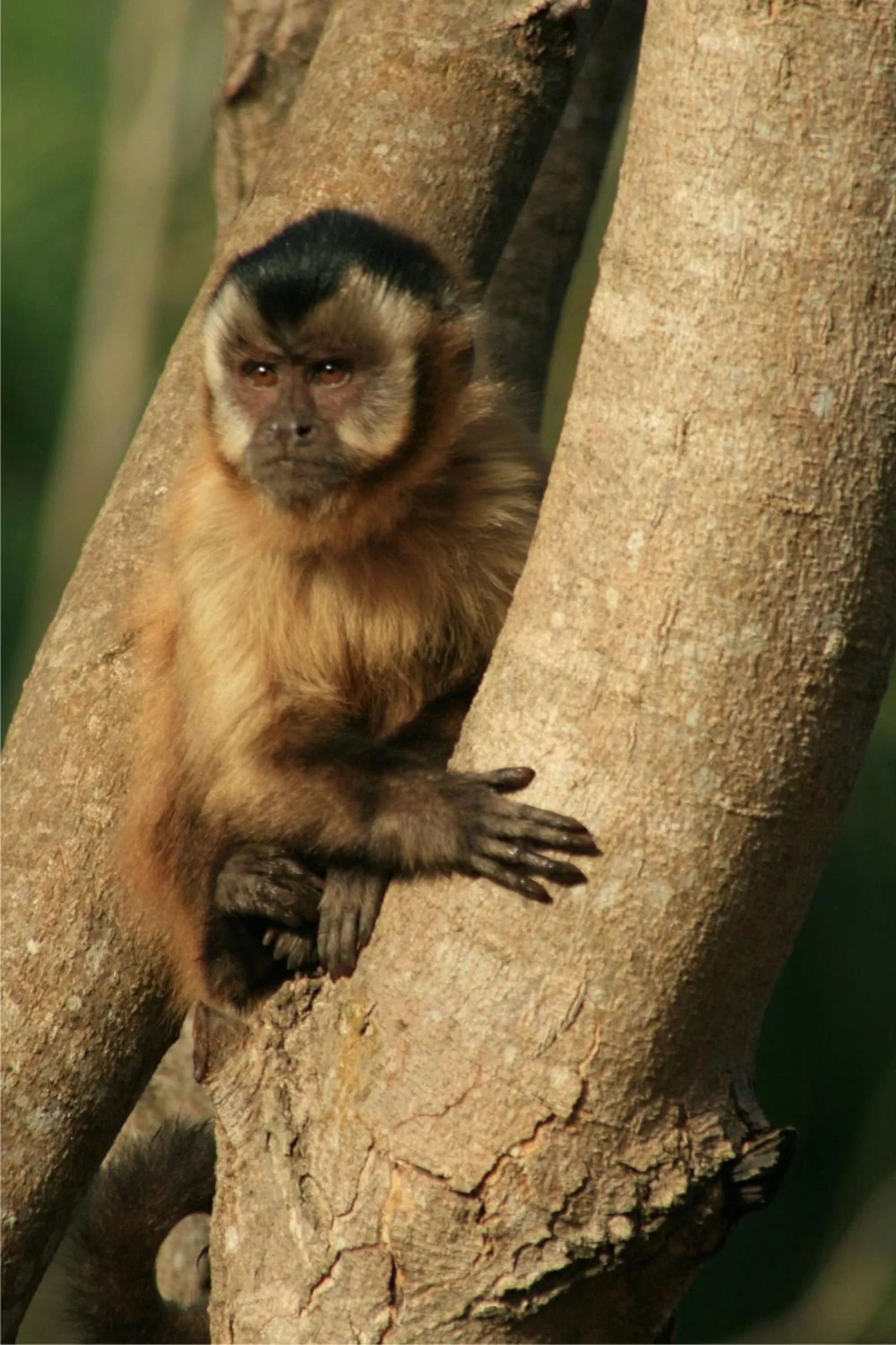 Animals in Hotel Cabanas