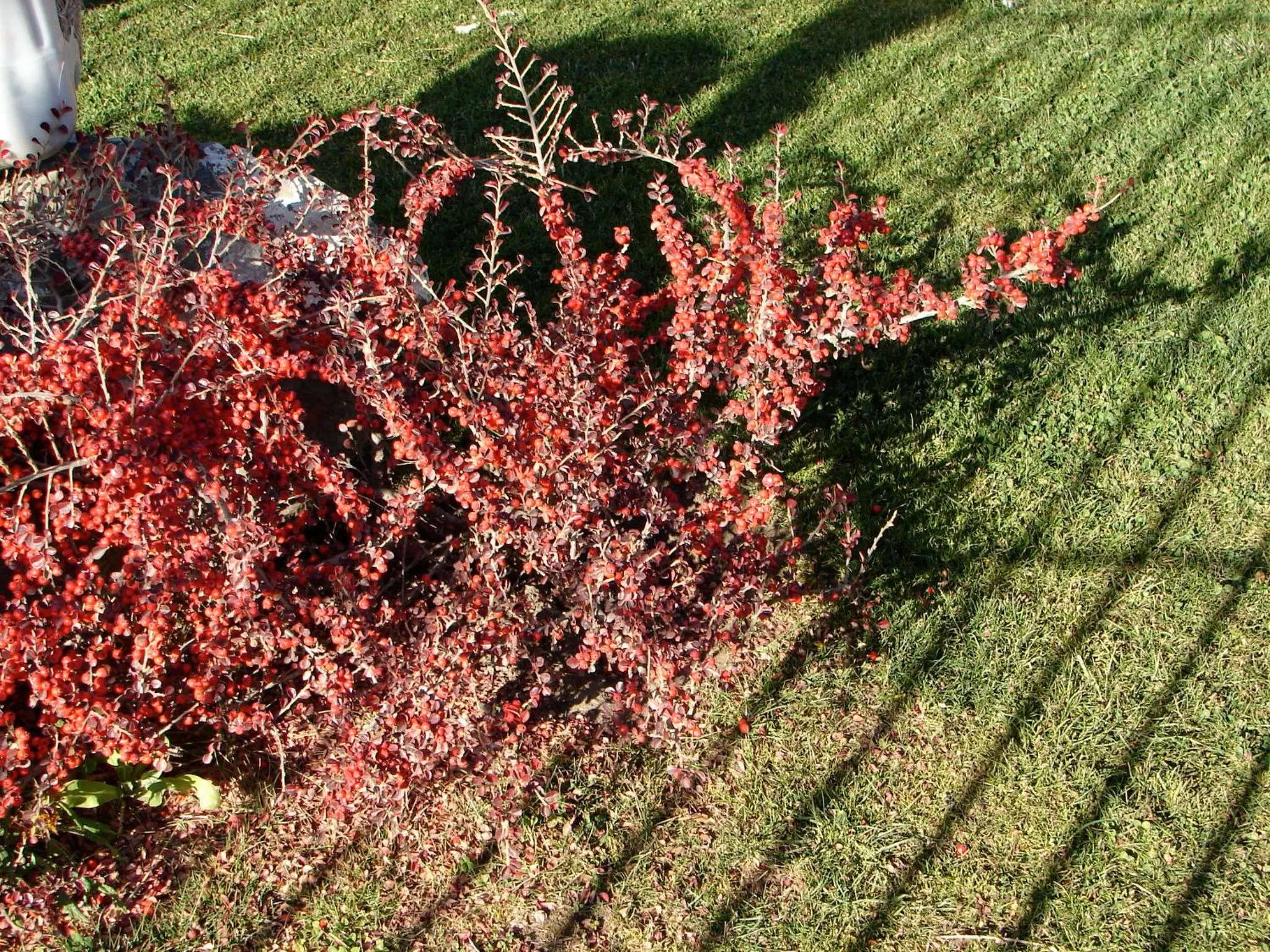 Garden in Cabañas Marias del Sur