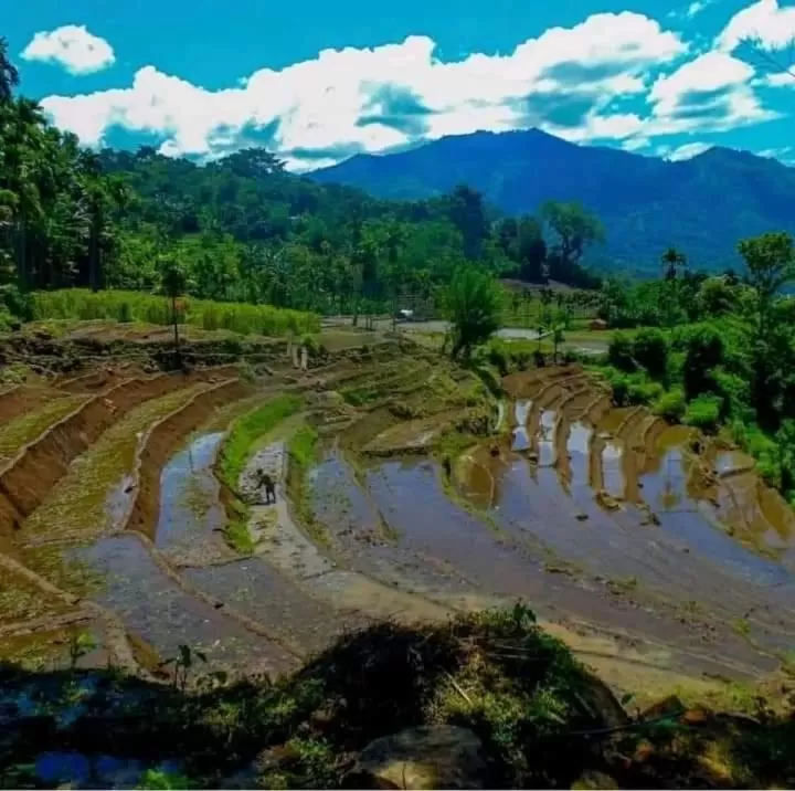 Bird's-eye View in Ella Lucky Panoramic