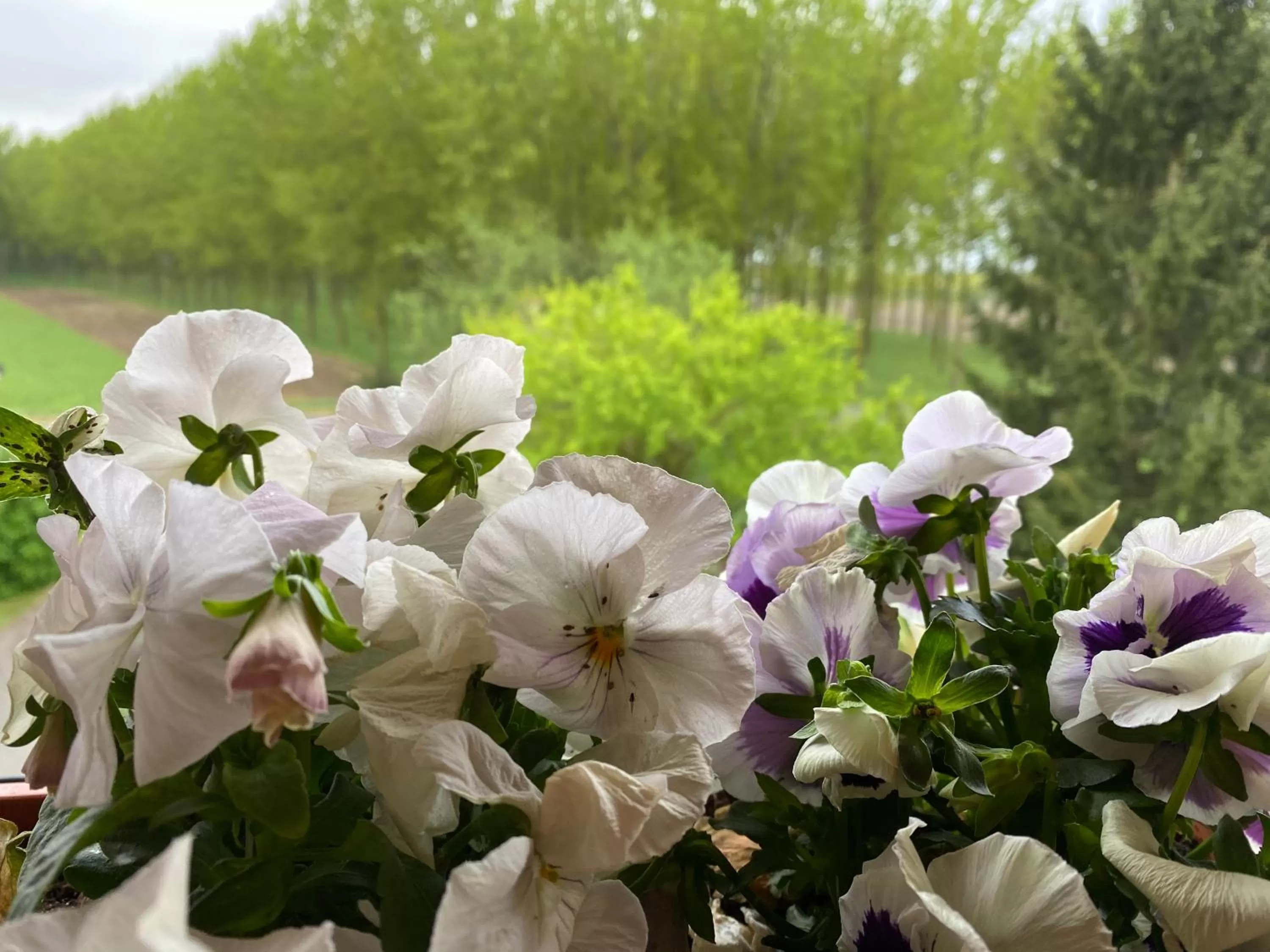 B&B Happiness in the Country