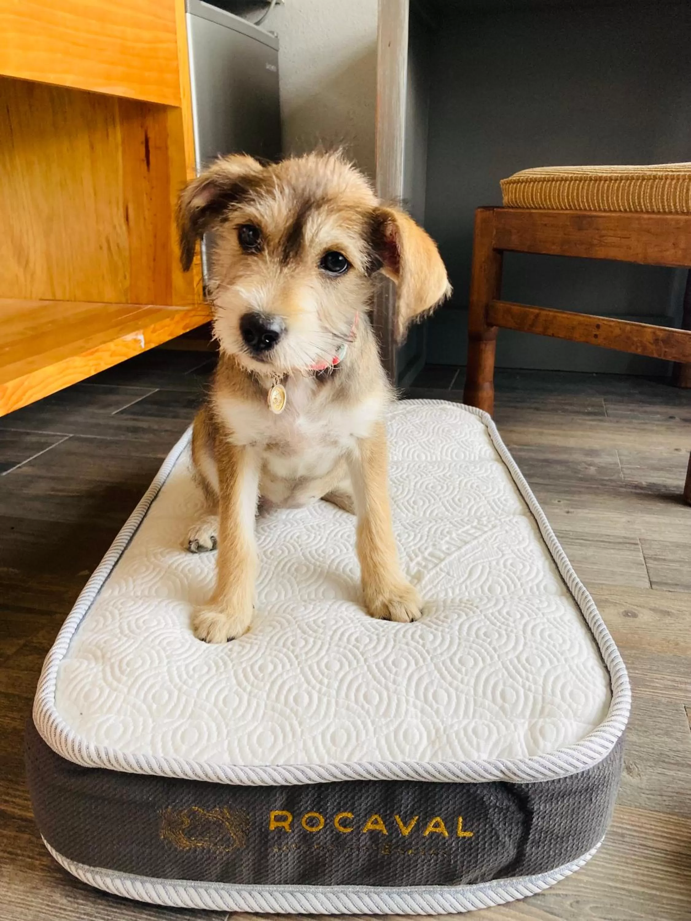 Pets in Hotel Rocaval San Cristóbal de las Casas
