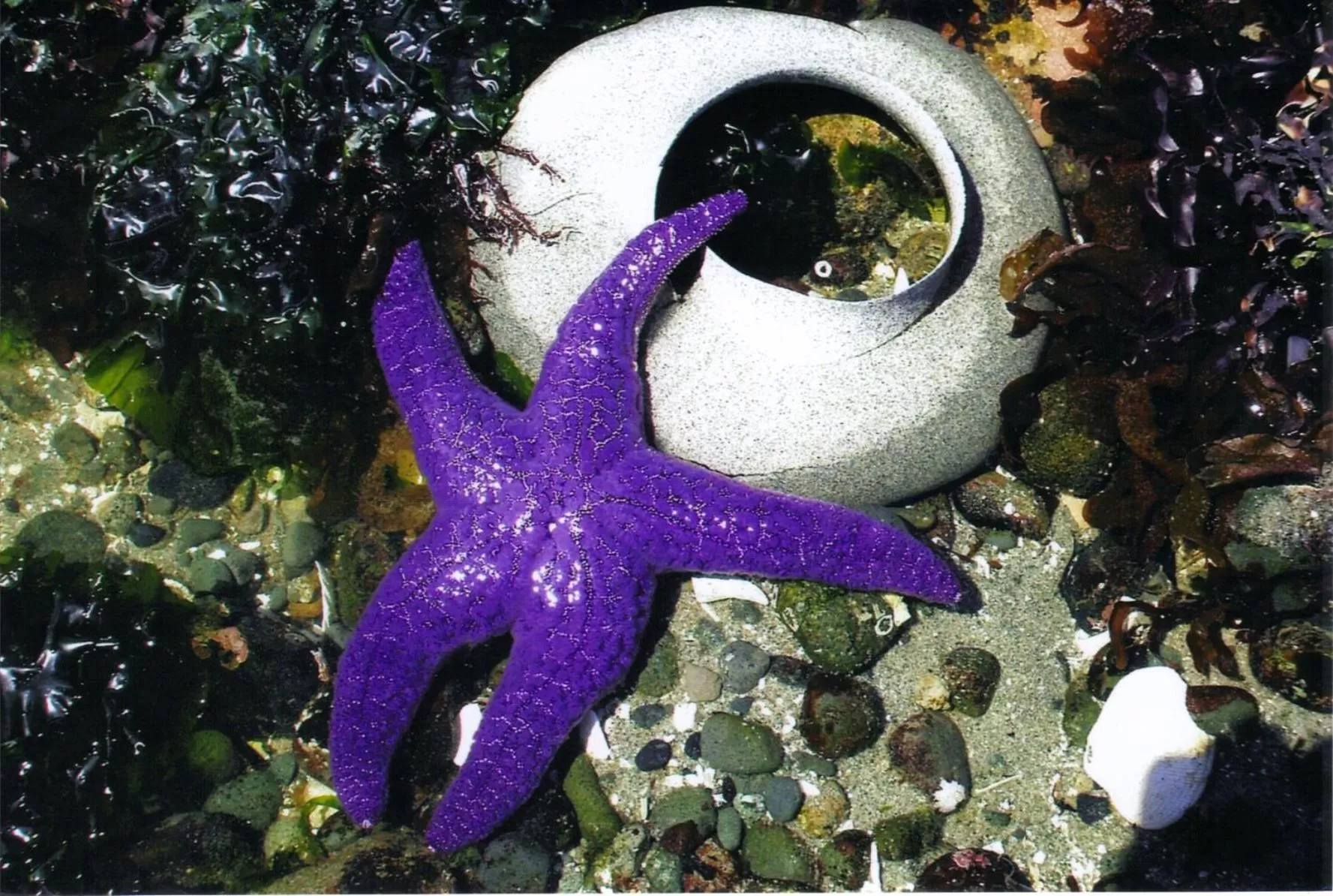 Activities in Qualicum Breeze Beach Resort