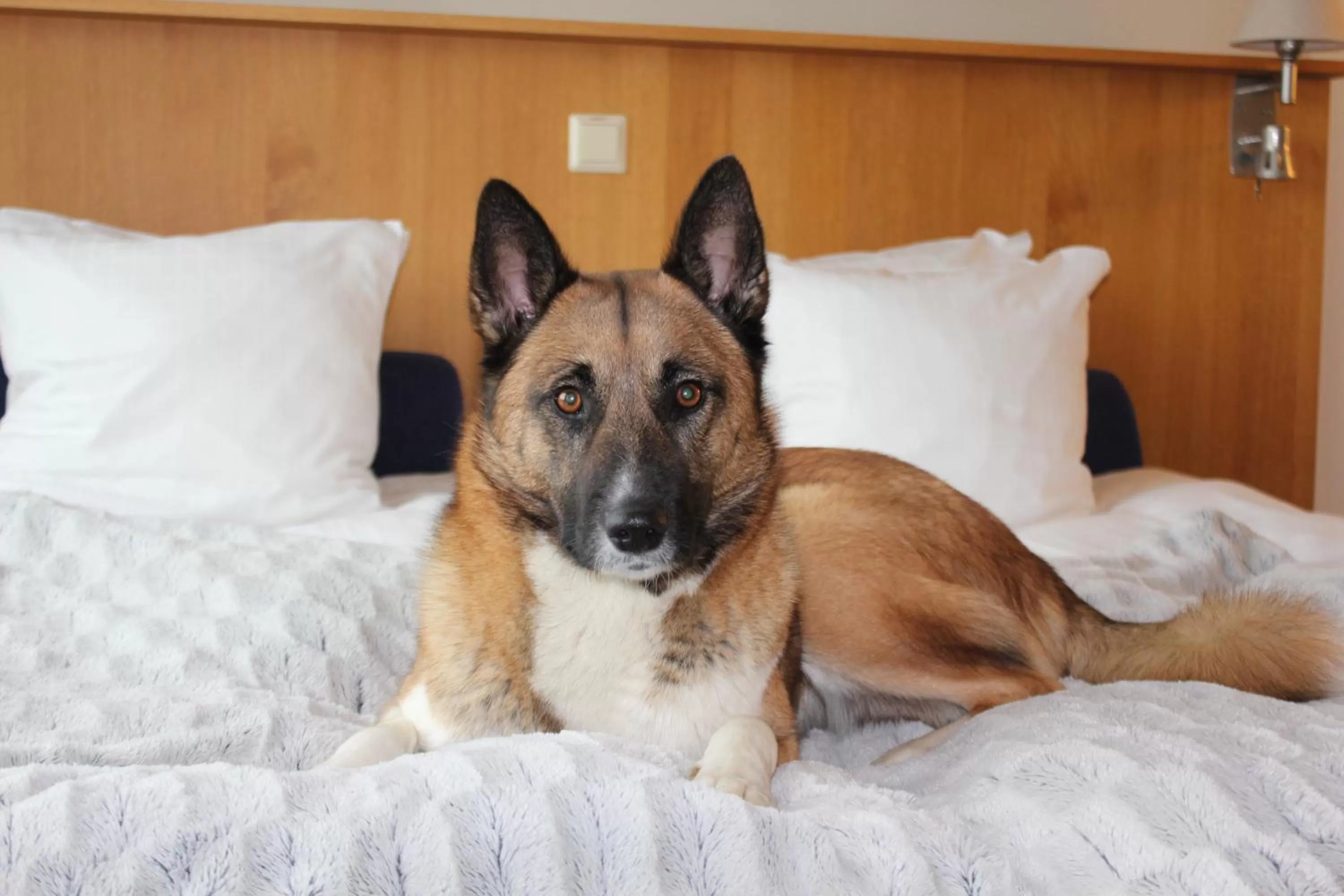 Pets, Bed in Best Western Hotel Halland