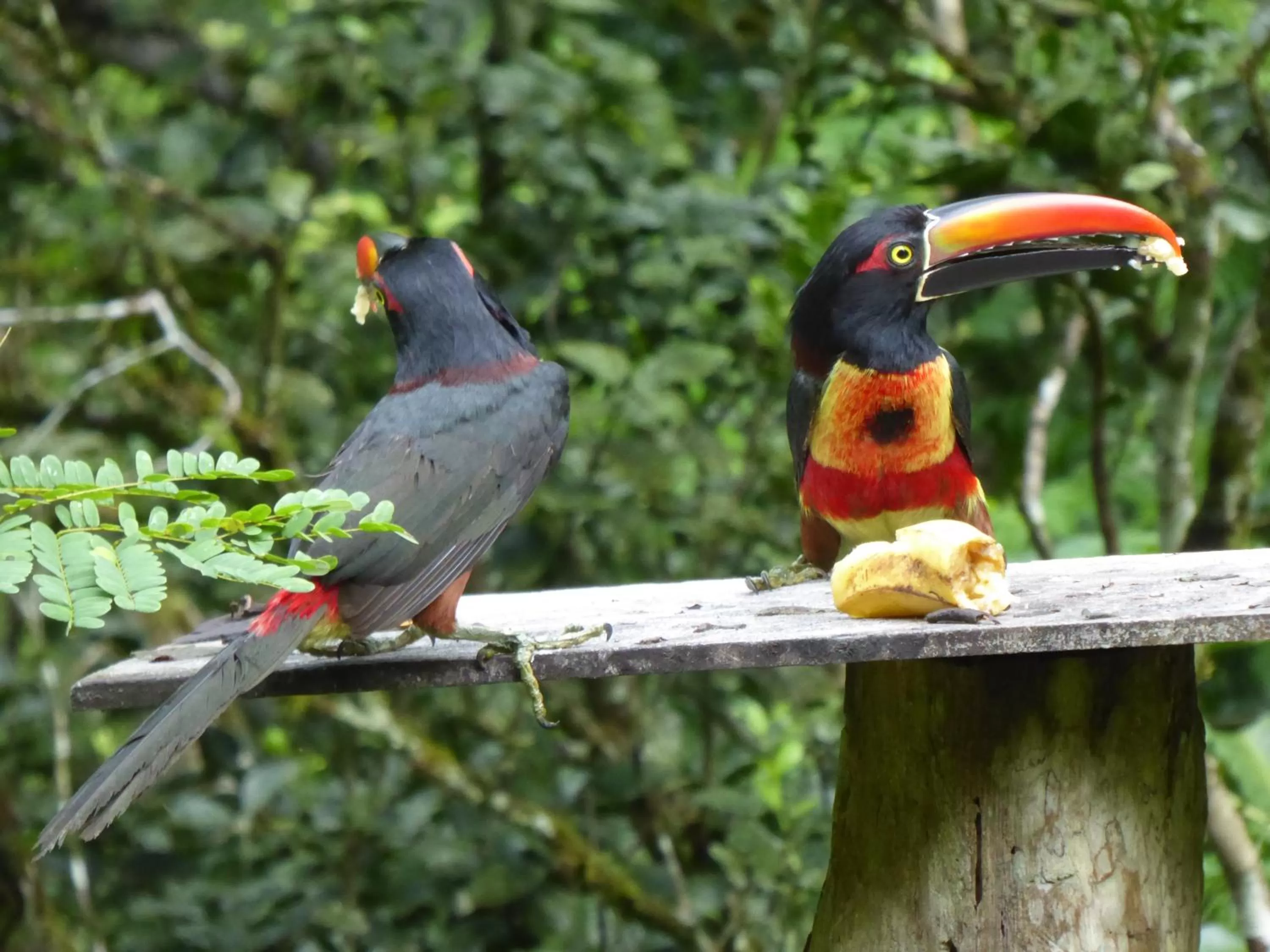 Animals, Other Animals in La Purruja Lodge