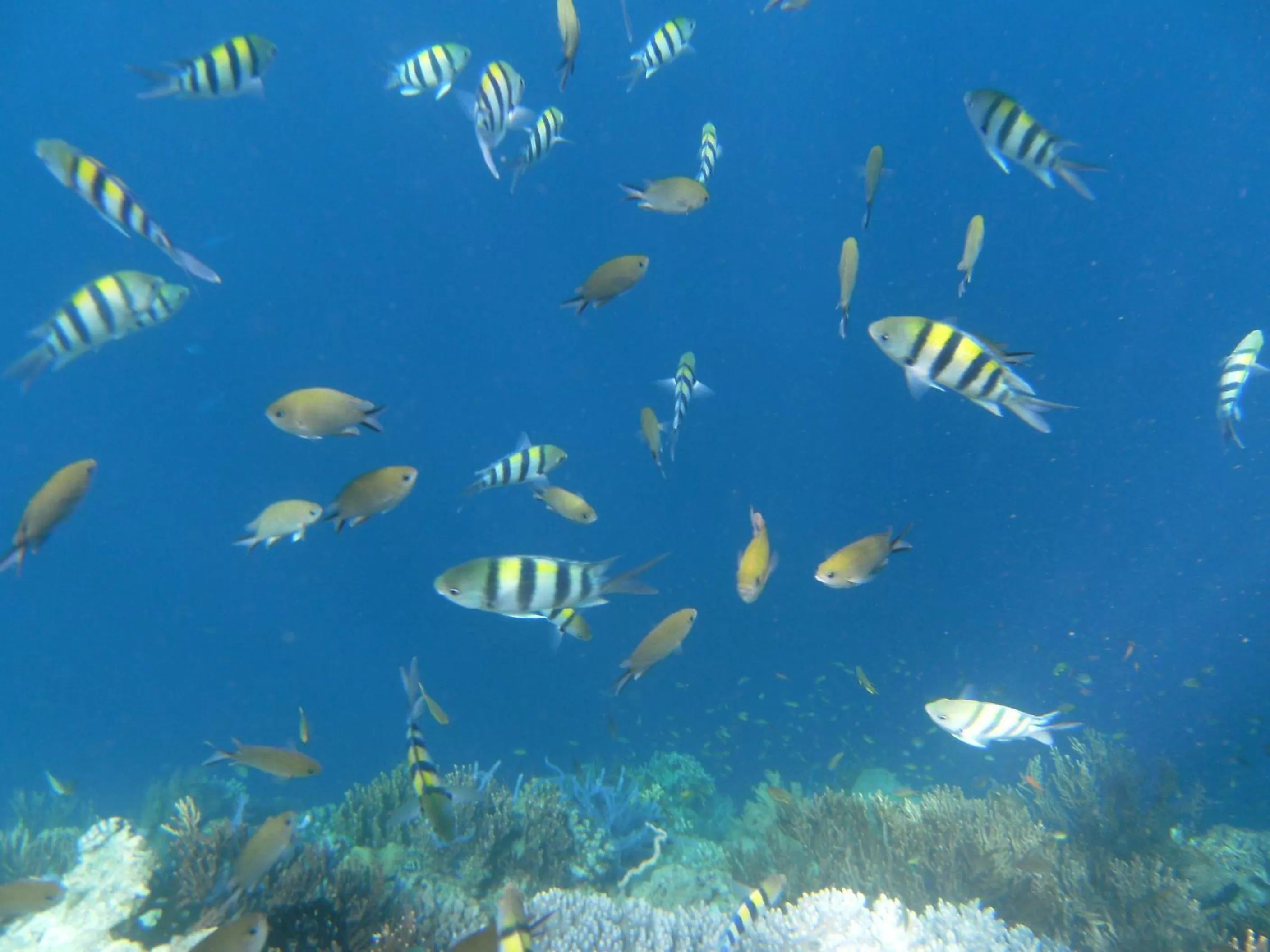 Other in Naya Gawana Resort & Spa