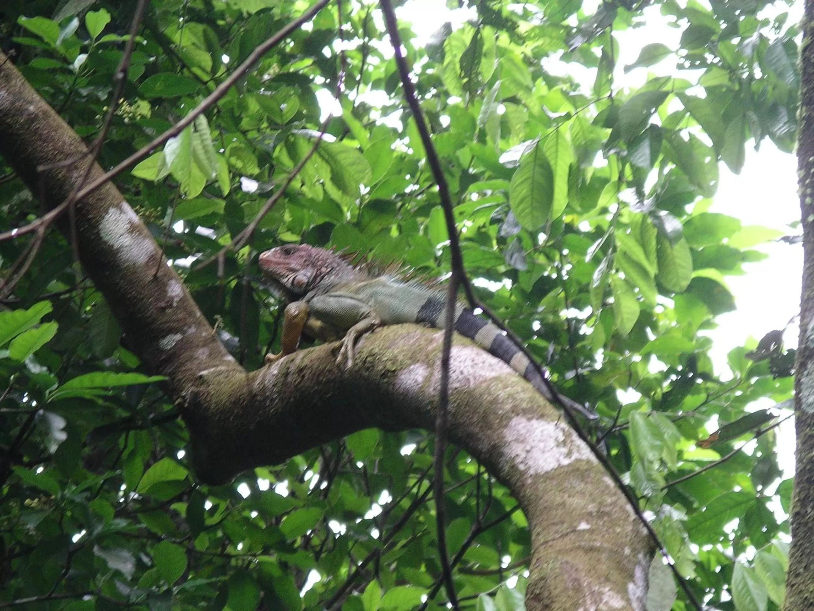 Animals, Other Animals in La Purruja Lodge