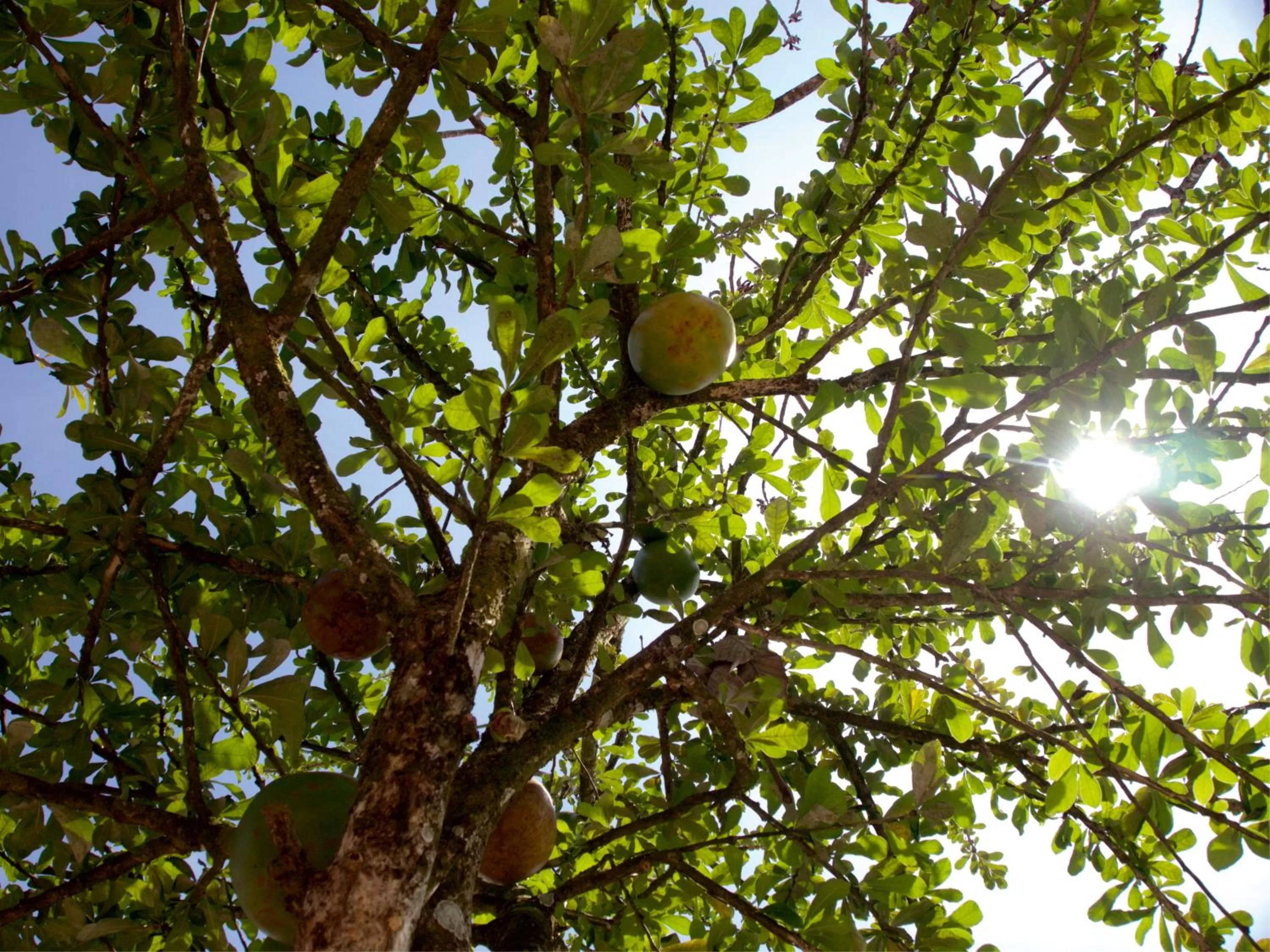 Garden in Hotel Rio Humadea