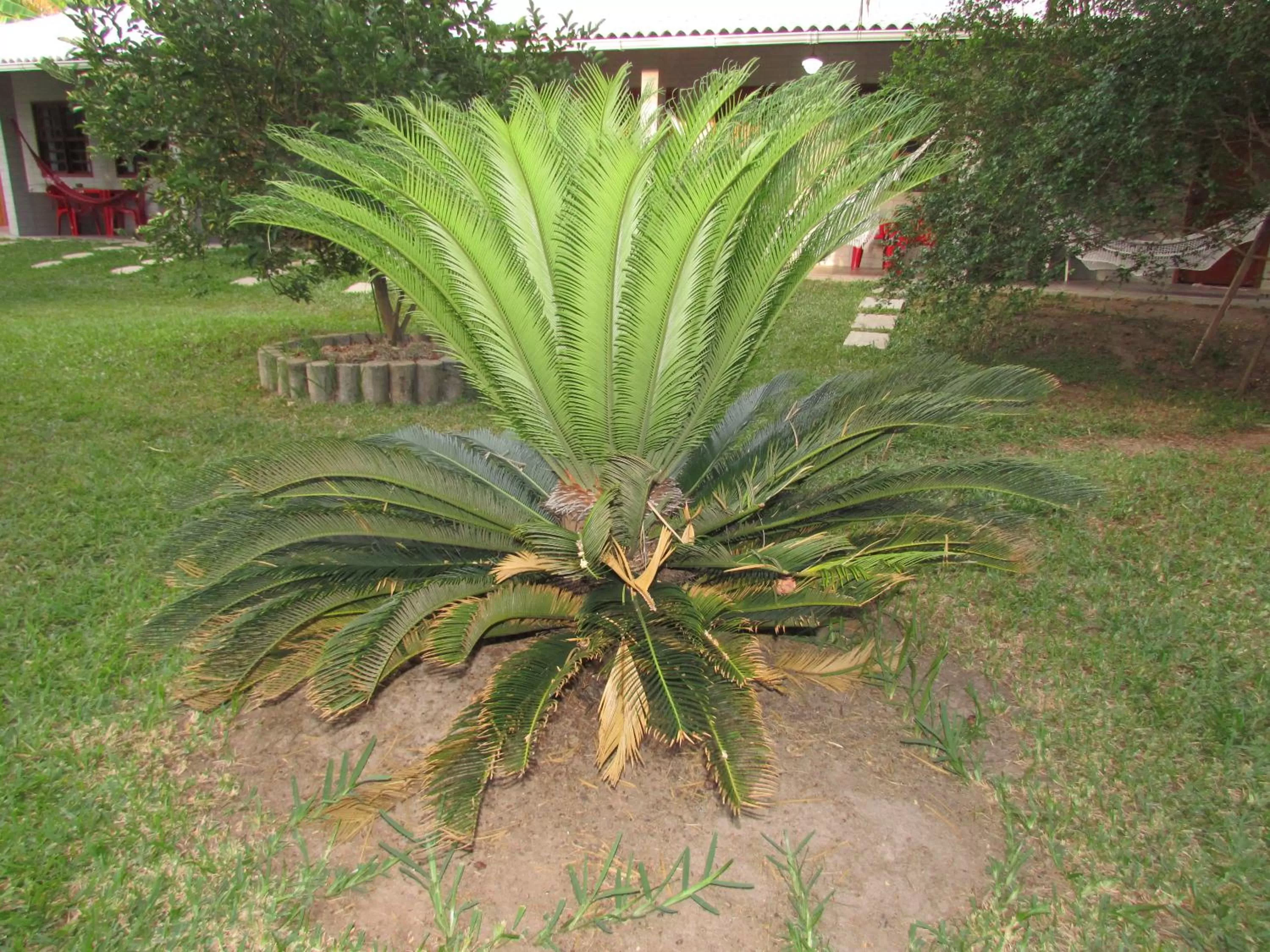 Garden in Pousada Ipitanga IV