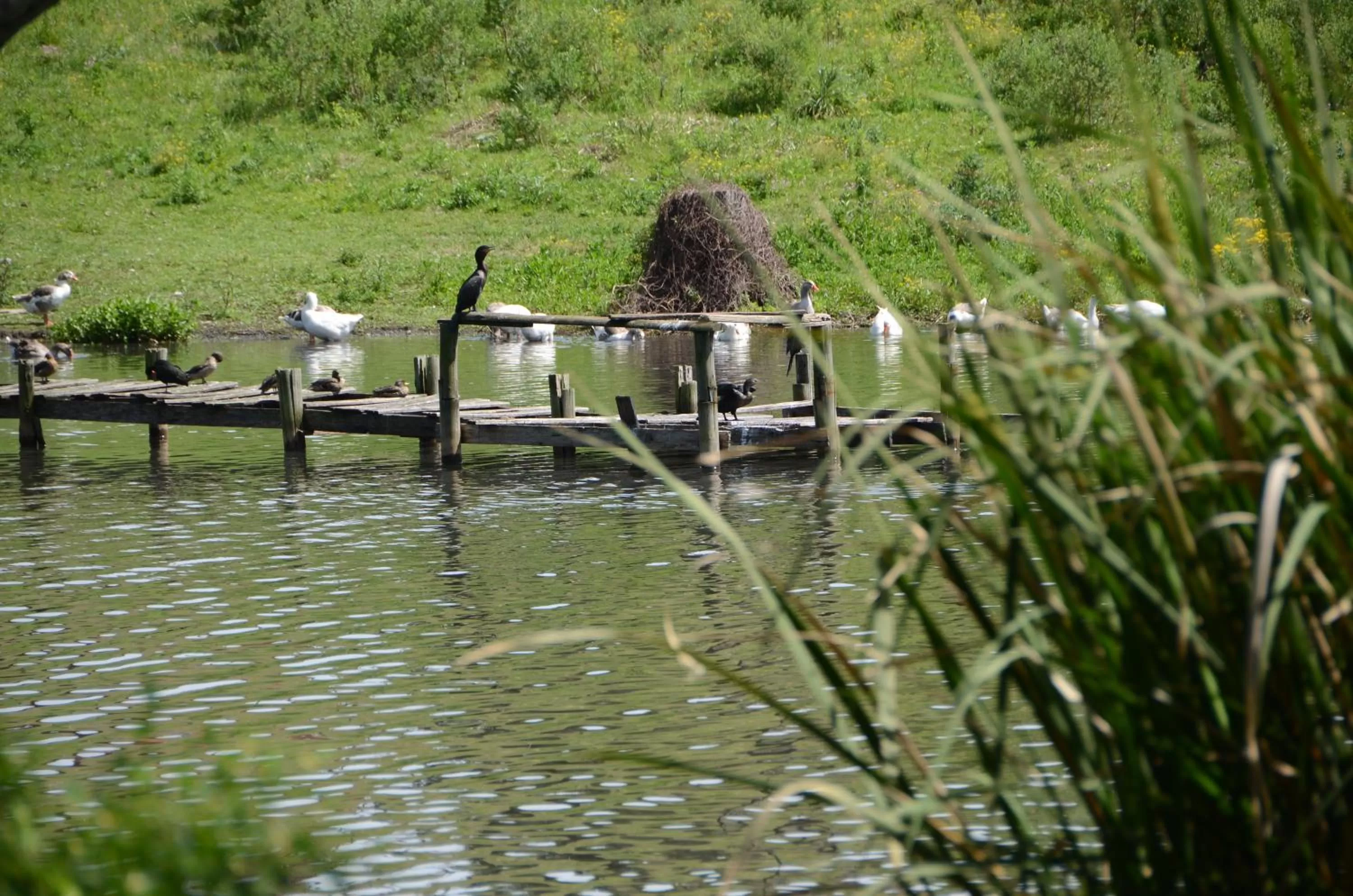 Other Animals in Al Natural Posada