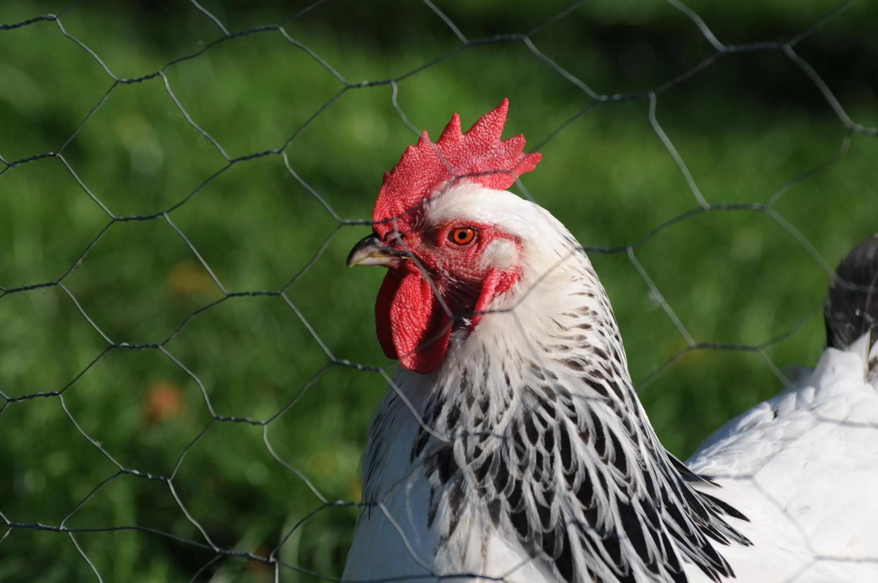 Animals in Casa Tranquila