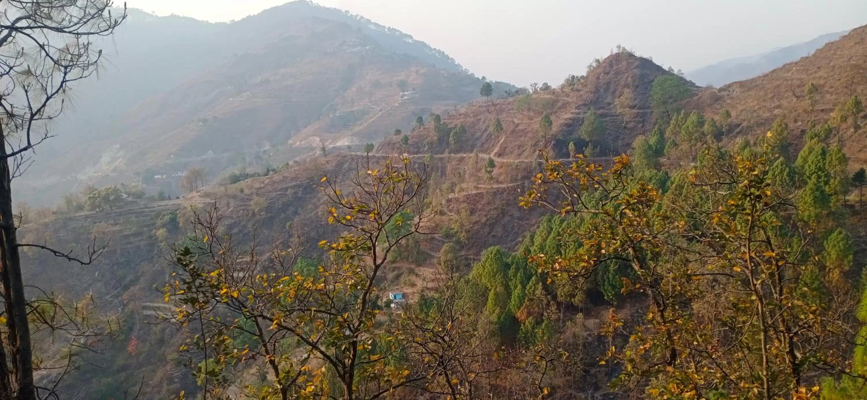 View (from property/room) in Blue Pine Orchards