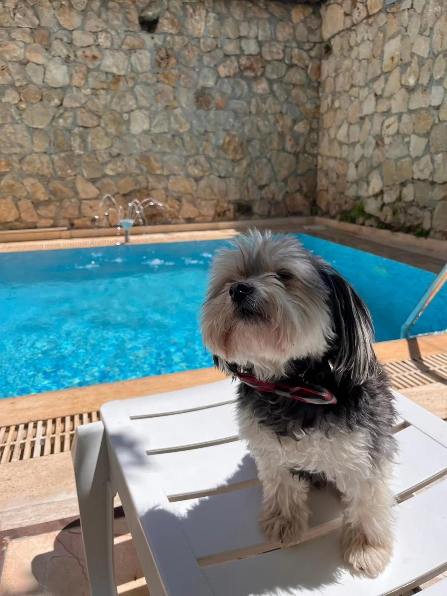 Pets, Swimming Pool in Kaleici Hotel